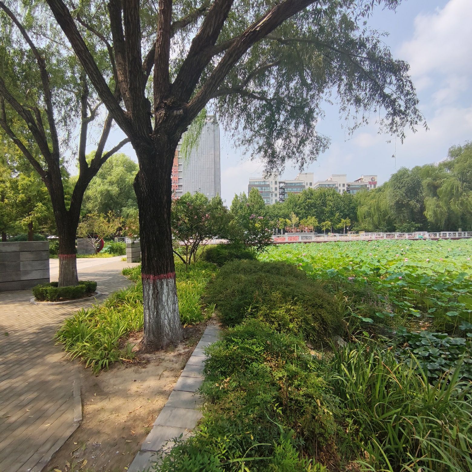 莲花公园旅行图片 2