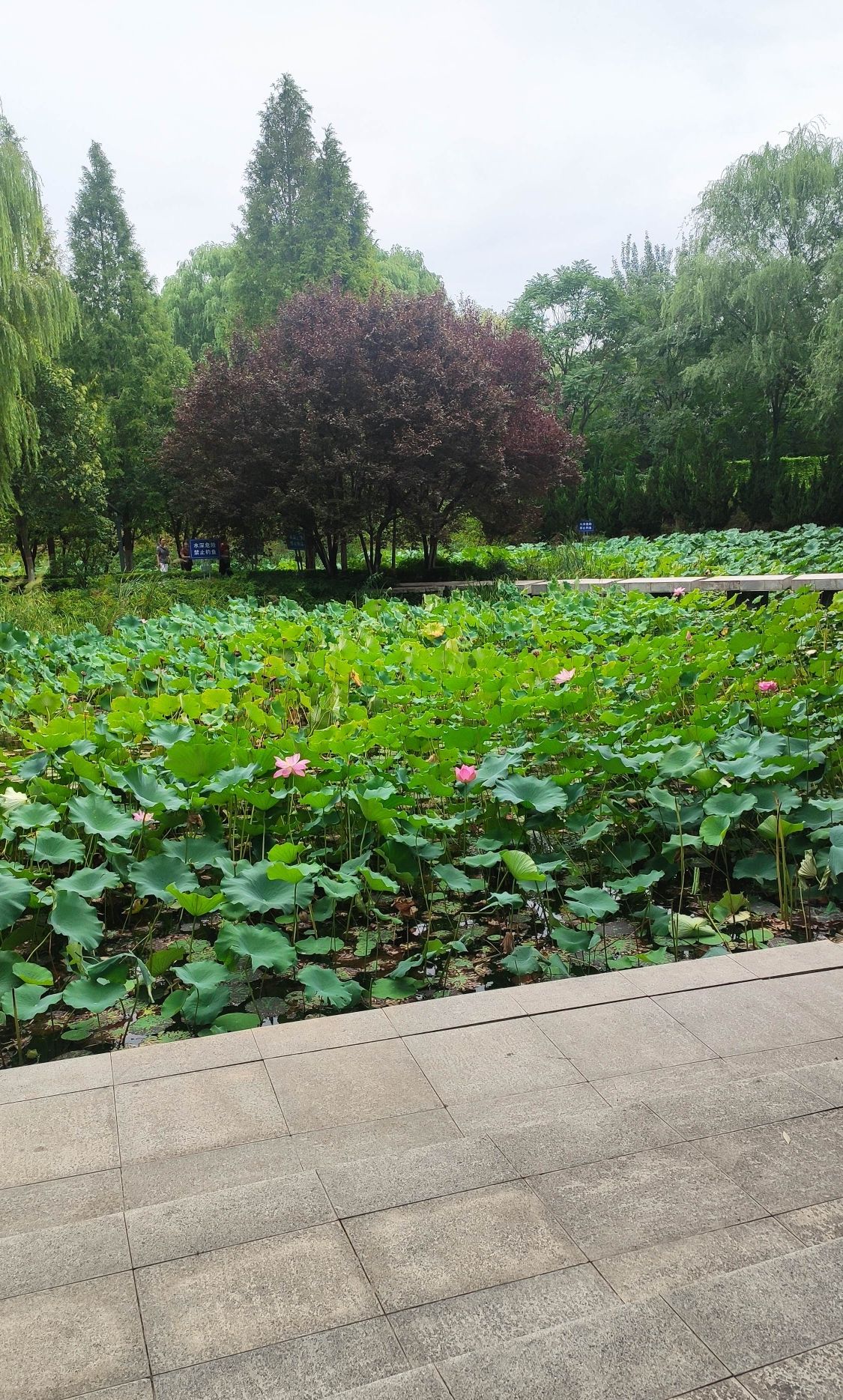 莲花公园旅行图片 1