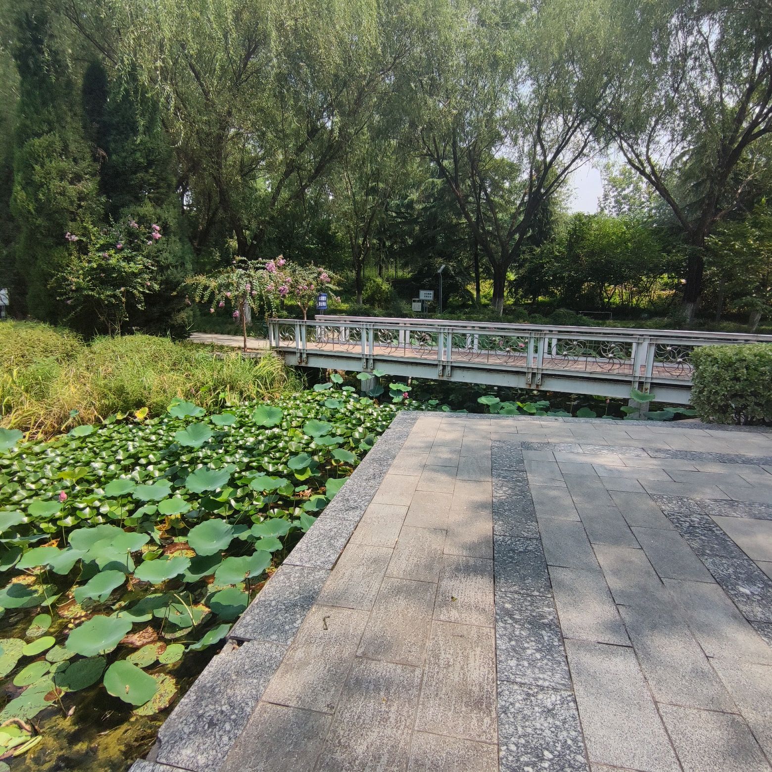 莲花公园旅行图片 3