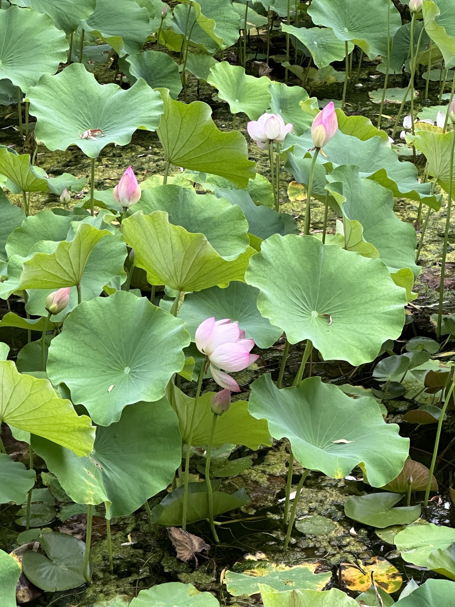 莲花公园旅行图片 1