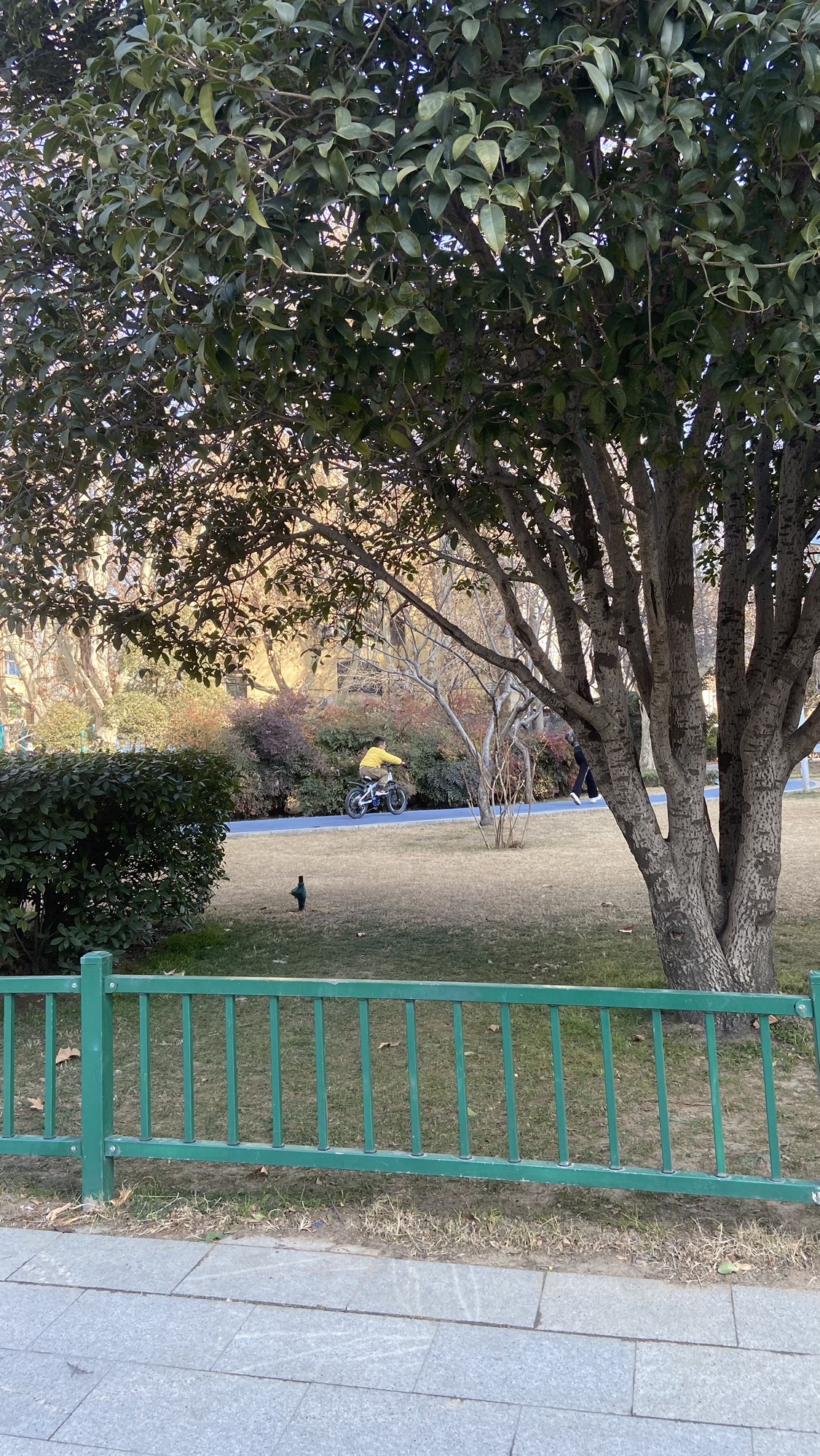 政一街游园旅行图片 3