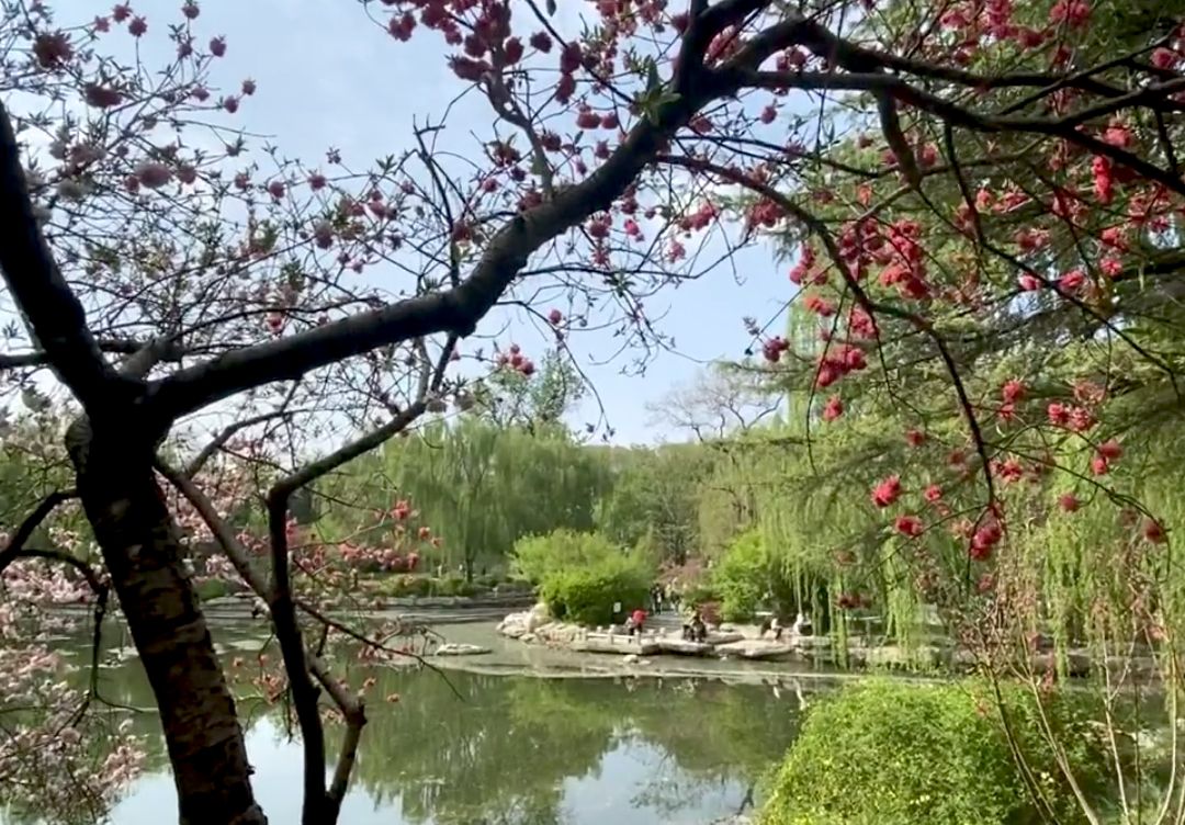 政一街游园旅行图片 2