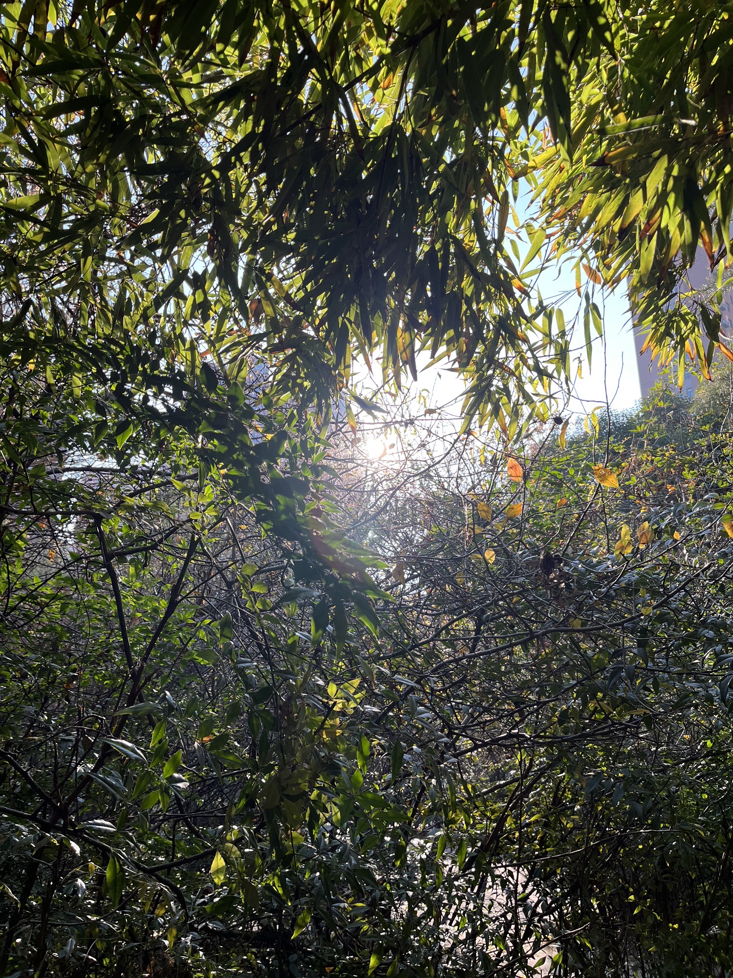 郑新公园旅行图片 1