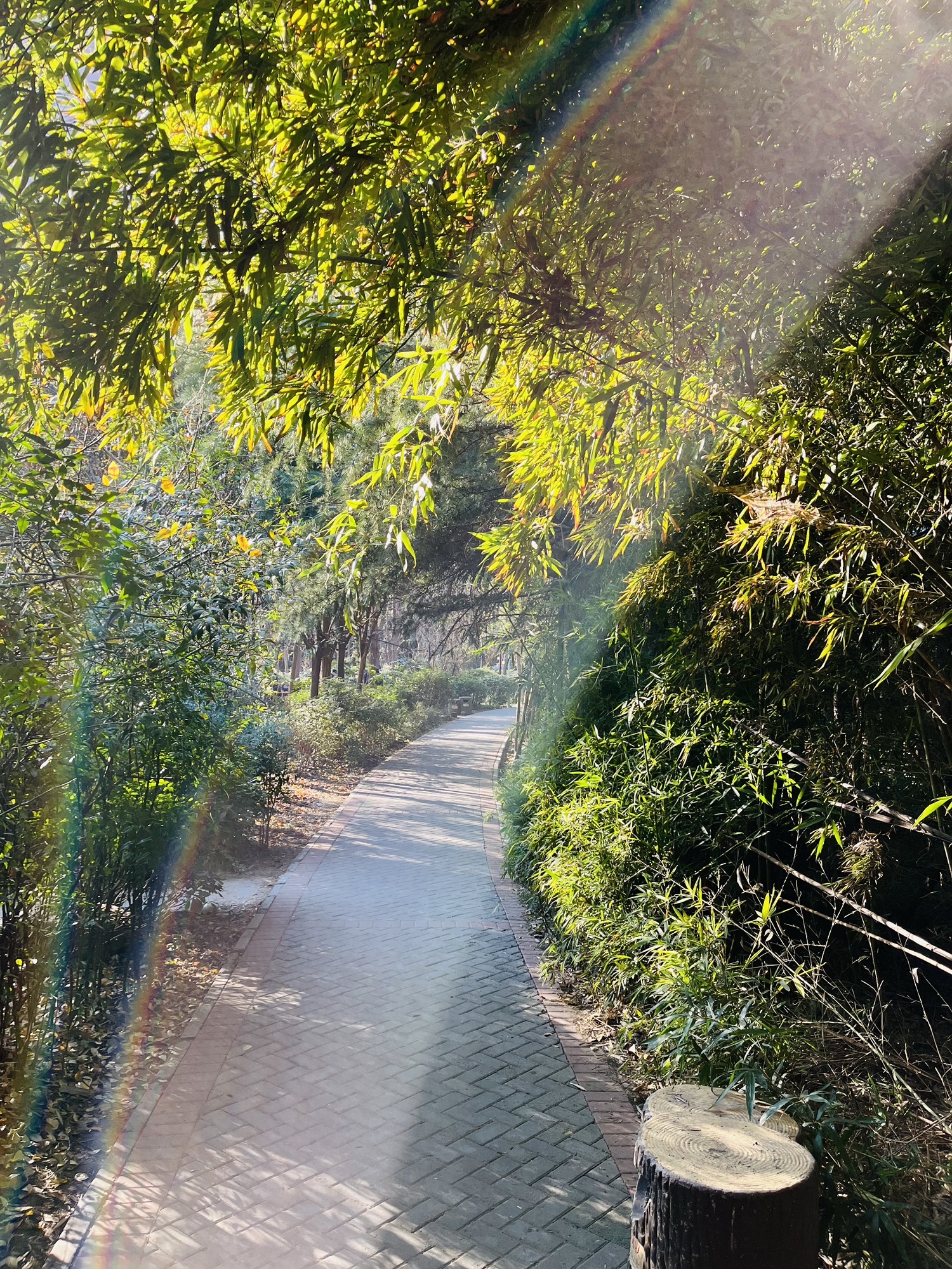 郑新公园旅行图片 3