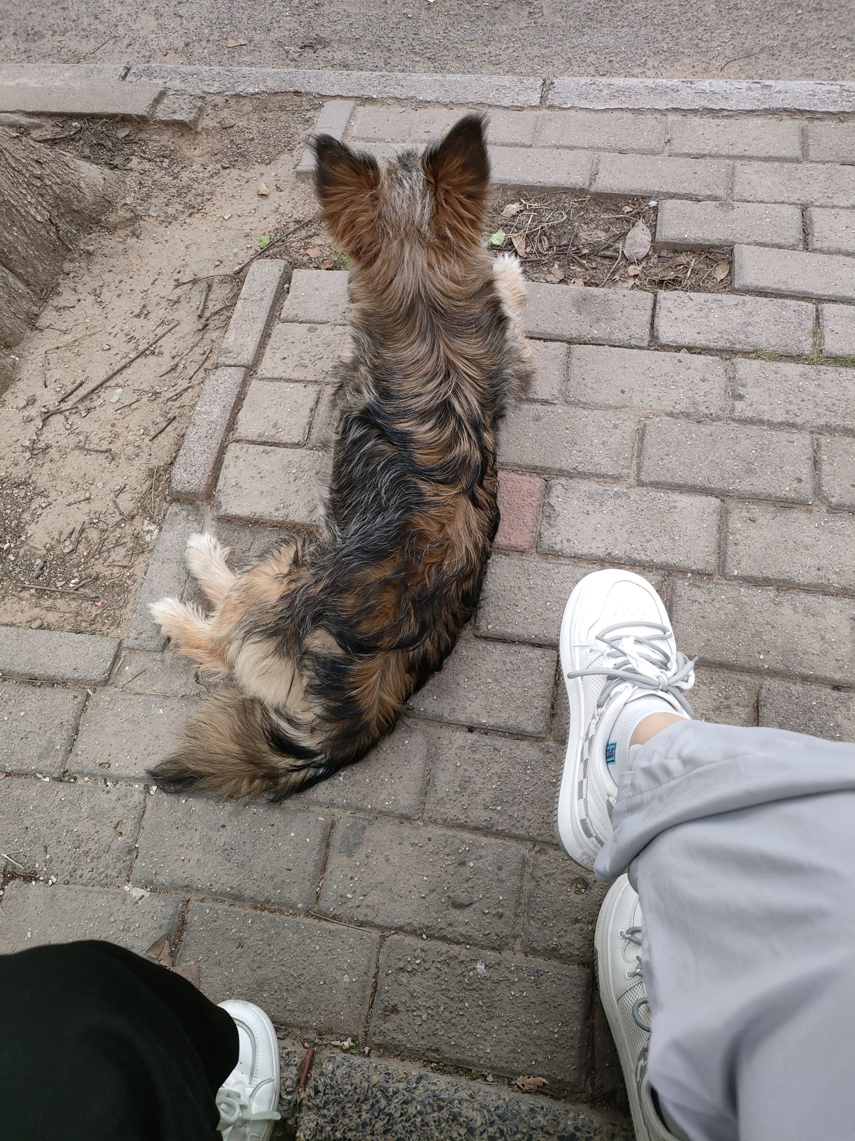 龙湖广场旅行图片 1