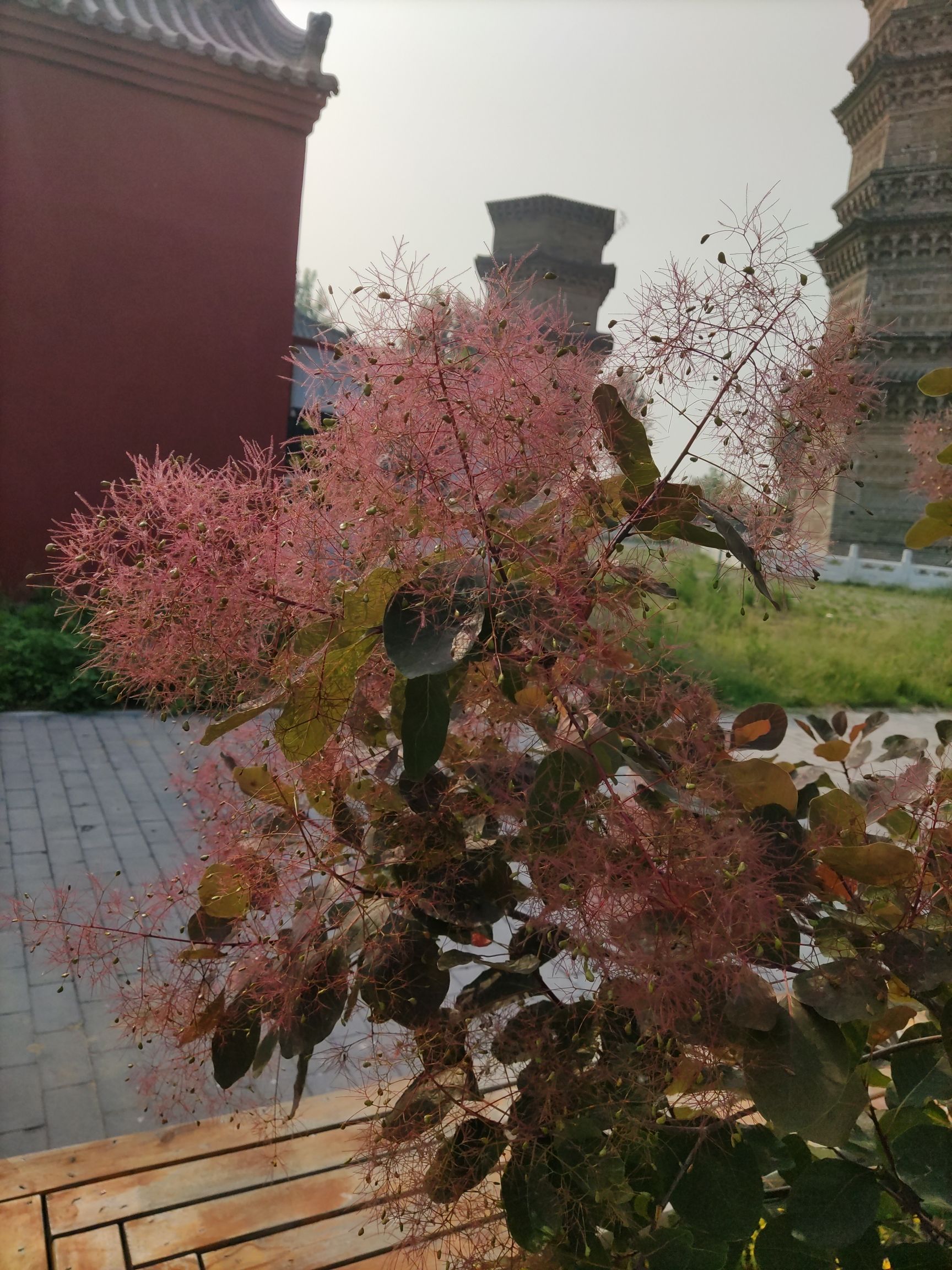 寿圣寺双塔旅行图片 3