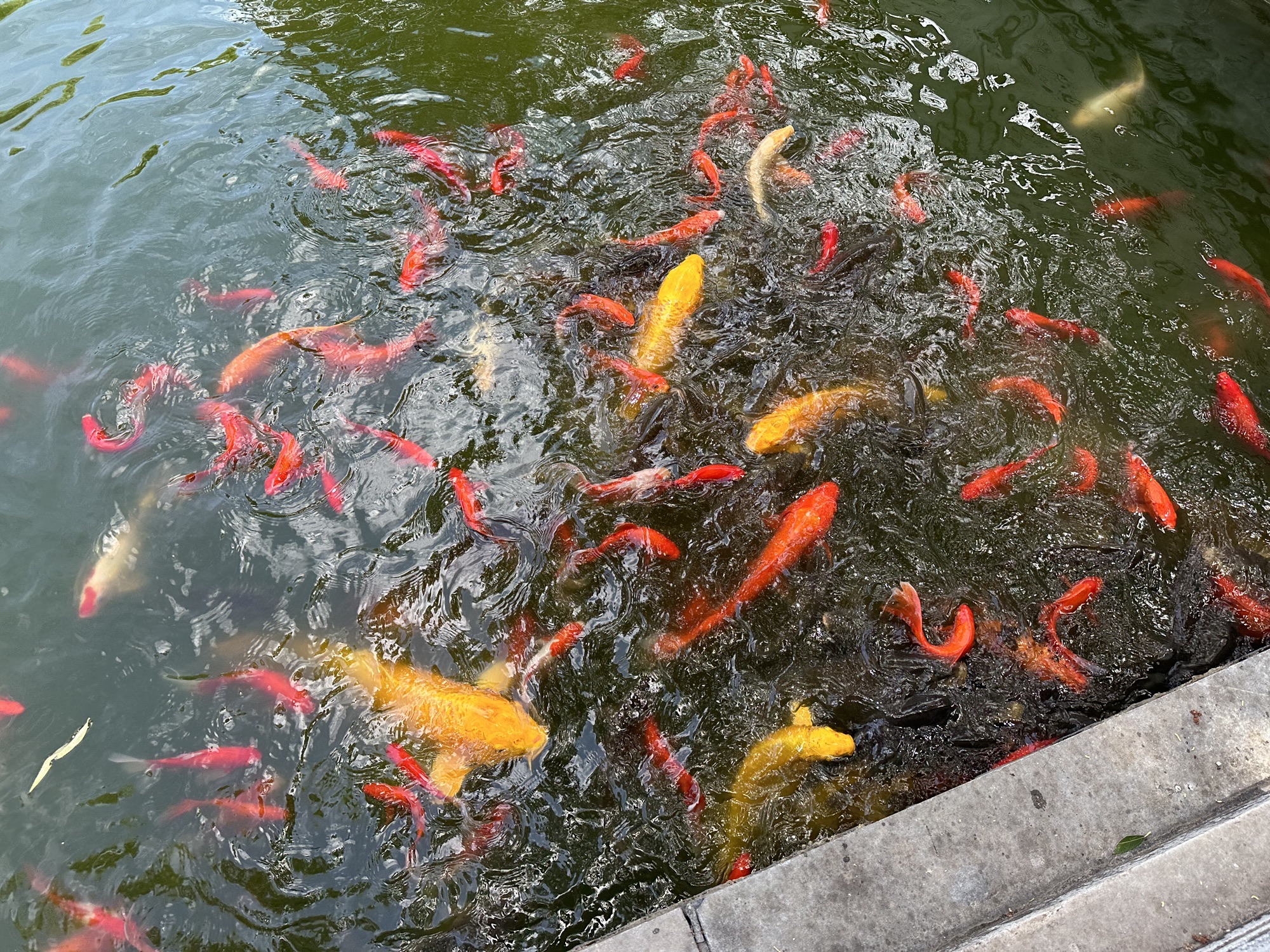 羑里城遗址旅行图片 3
