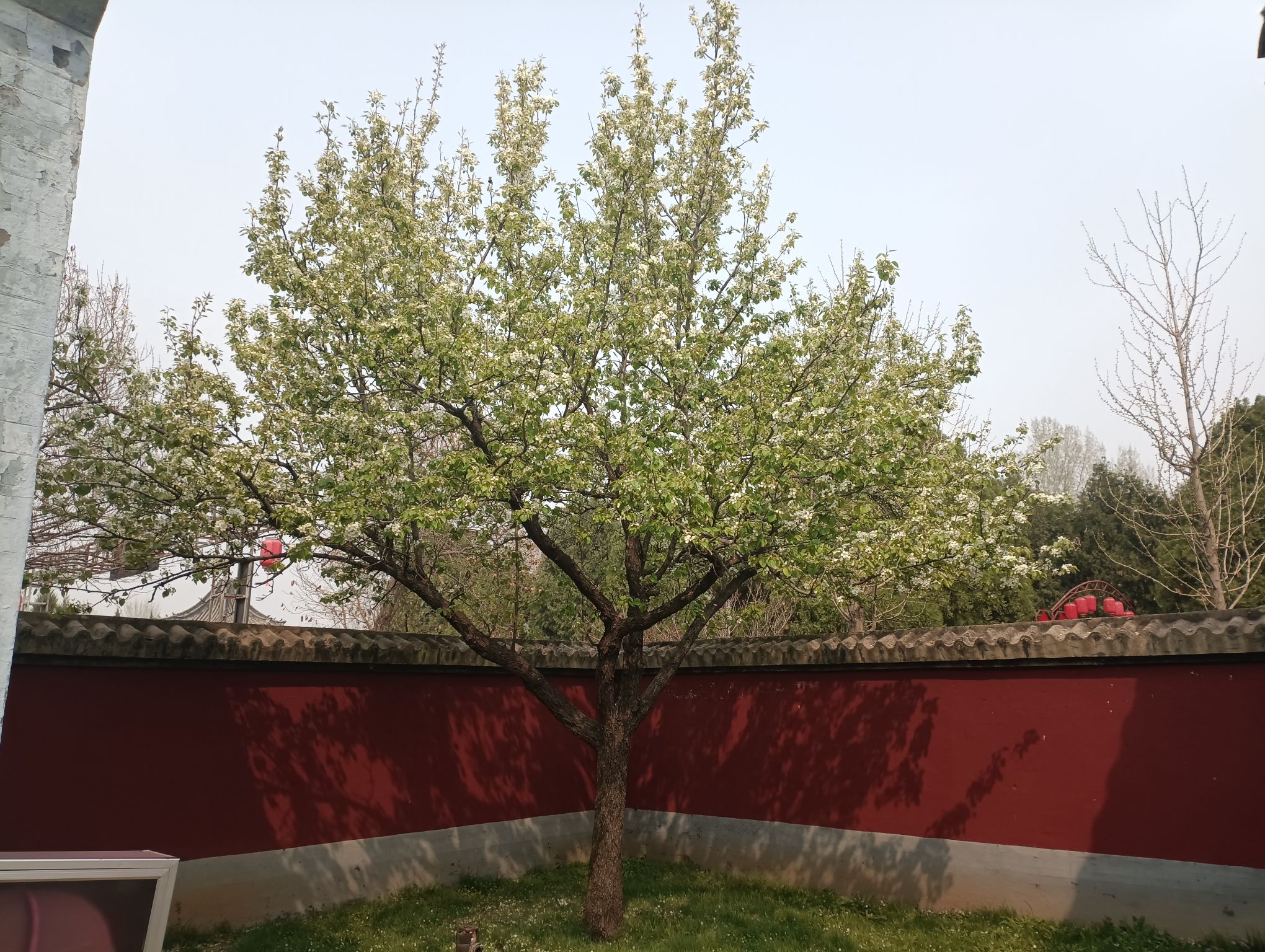 羑里城遗址旅行图片 2