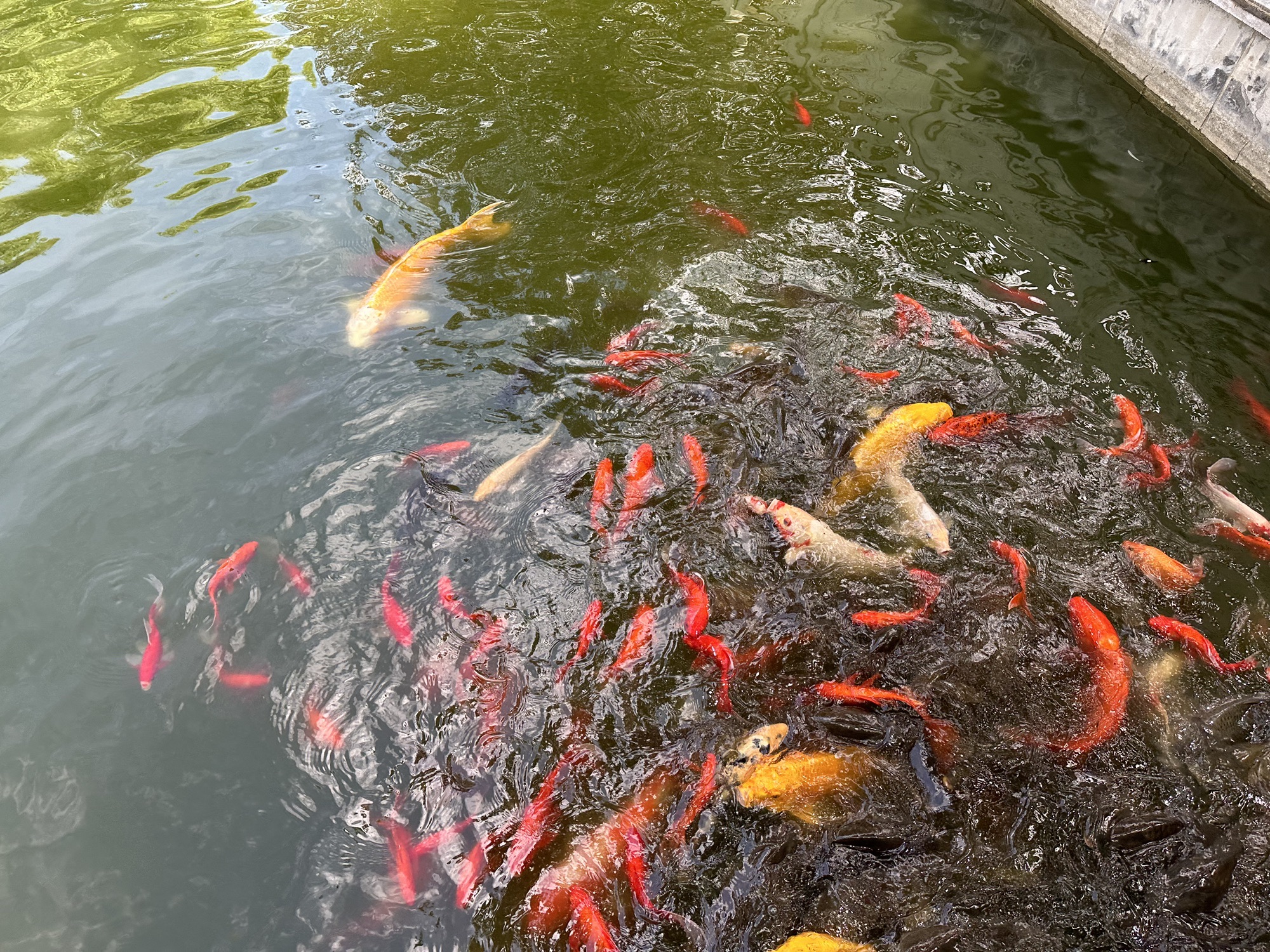 羑里城遗址旅行图片 2