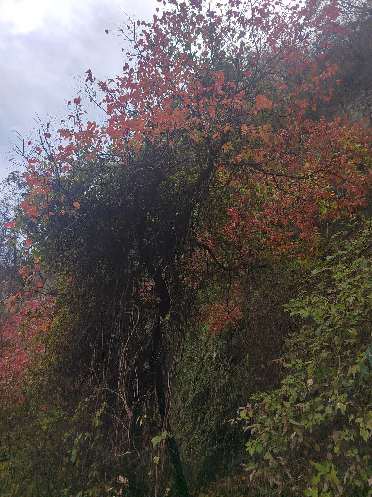 林州天平山森林公园旅行图片 2