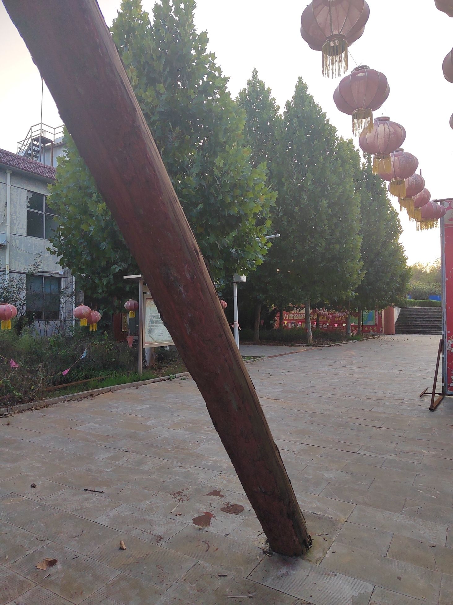 中国安阳蜡梅园旅行图片 2