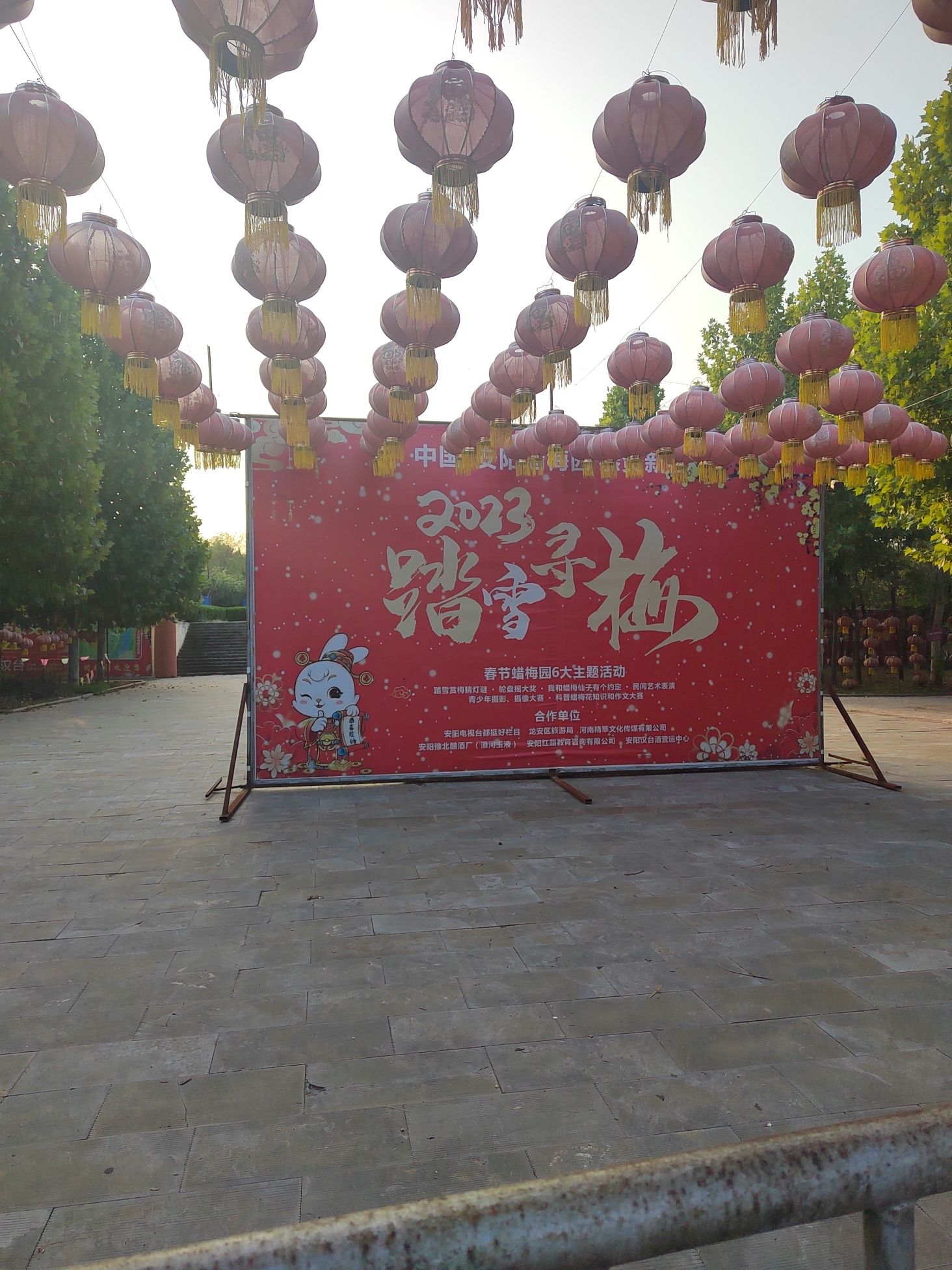 中国安阳蜡梅园旅行图片 1