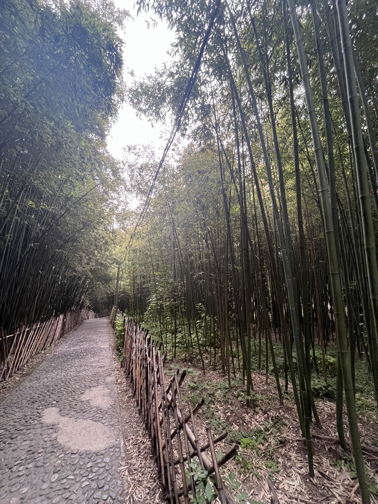 白云寺国家森林公园旅行图片 1