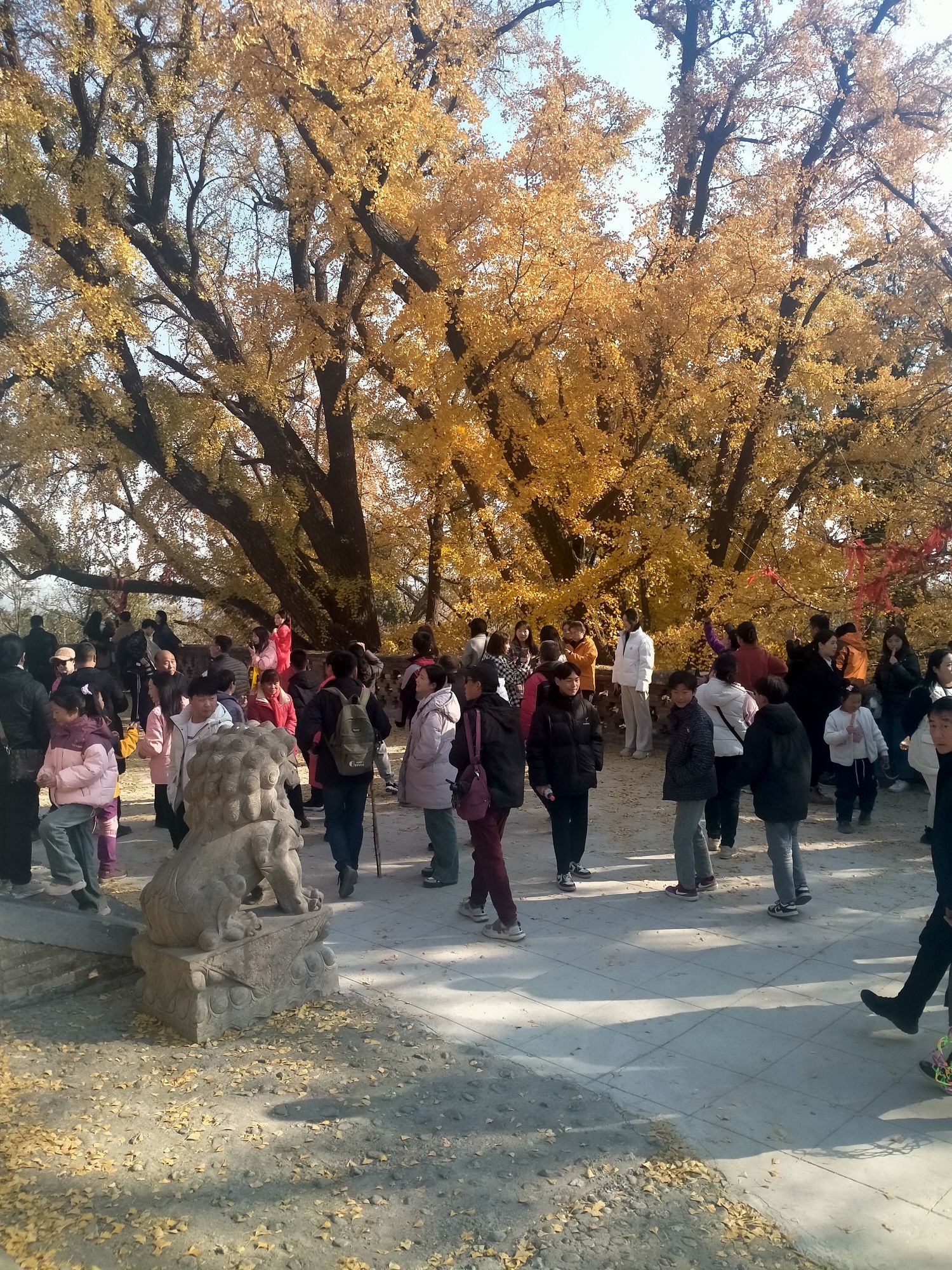 白云寺国家森林公园旅行图片 1