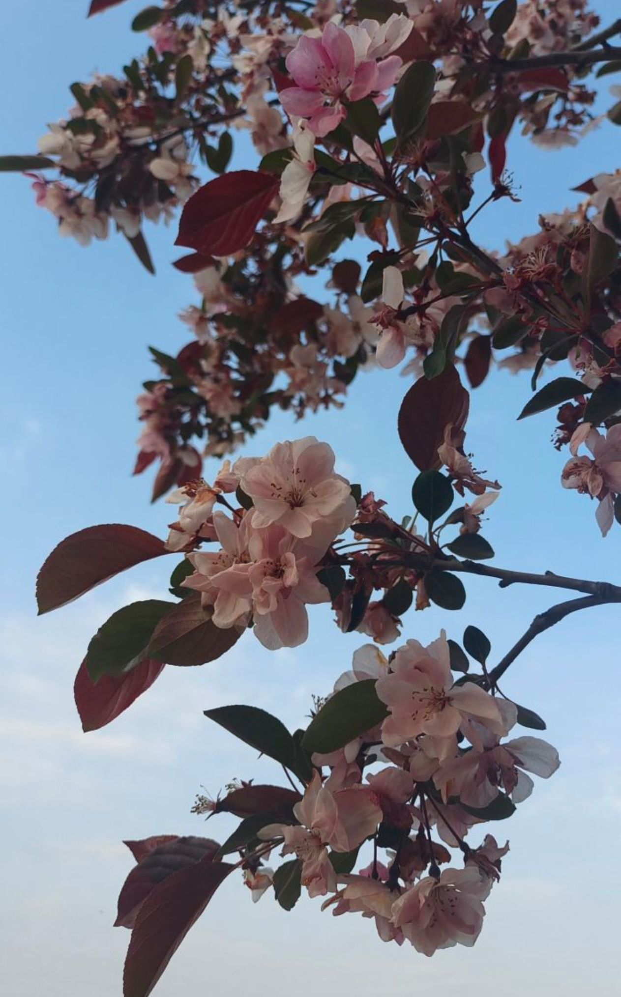 新乡市植物园旅行图片 1