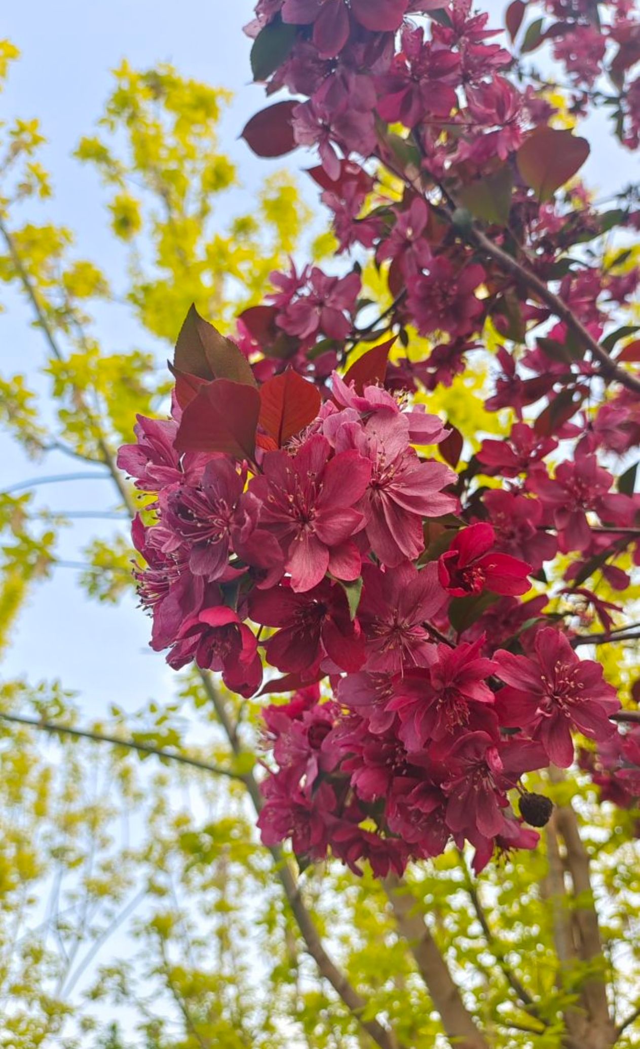 新乡市植物园旅行图片 3