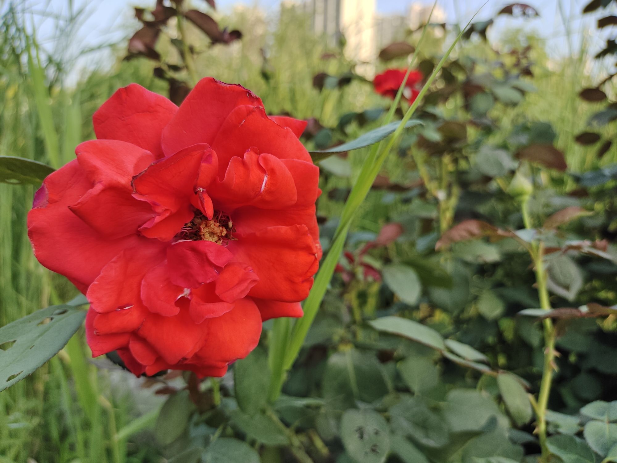 向阳公园旅行图片 2