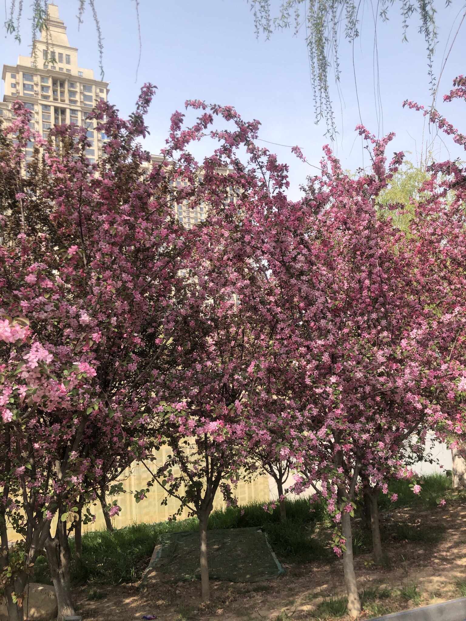 牧野公园旅行图片 1