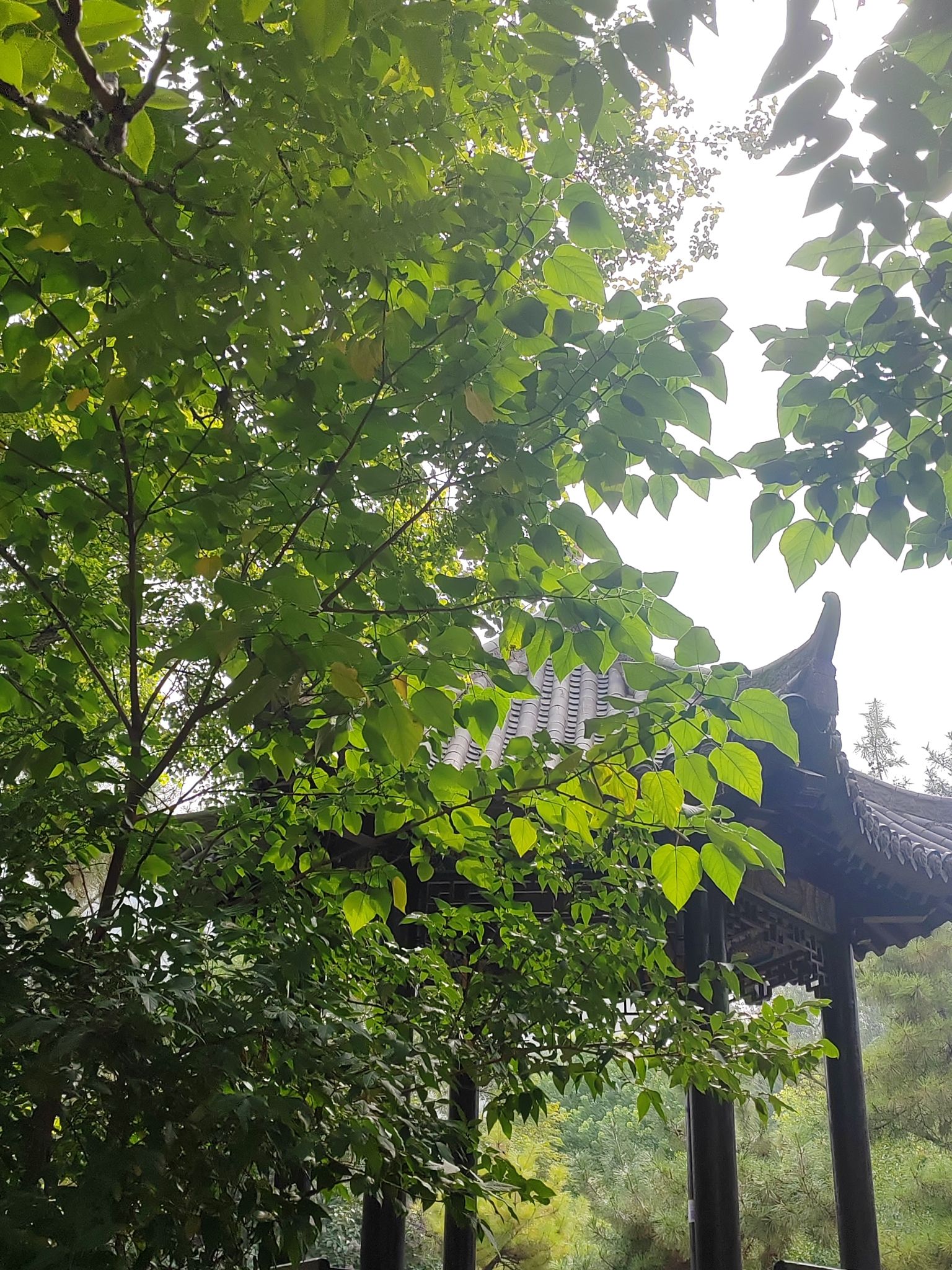 新乡市人民公园旅行图片 1