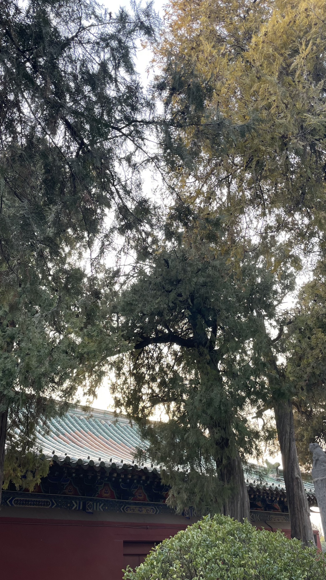 比干庙景区旅行图片 1