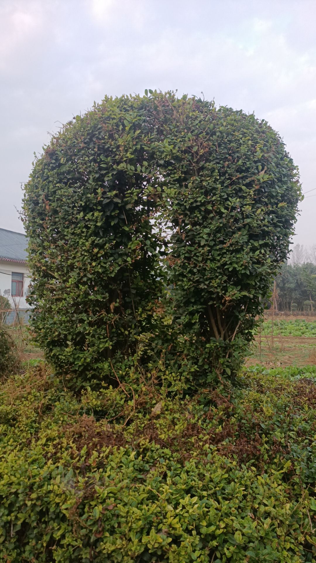 黄河故道森林公园旅行图片 2
