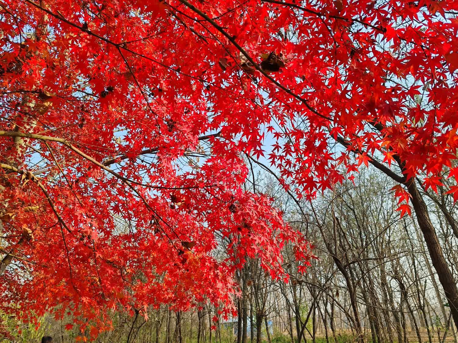 黄河故道森林公园旅行图片 3