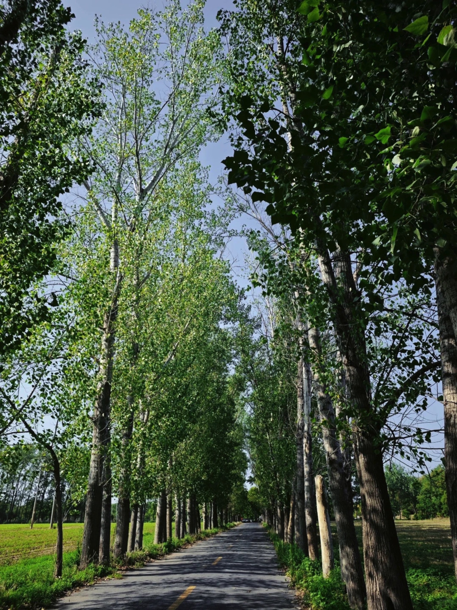 黄河故道森林公园旅行图片 1