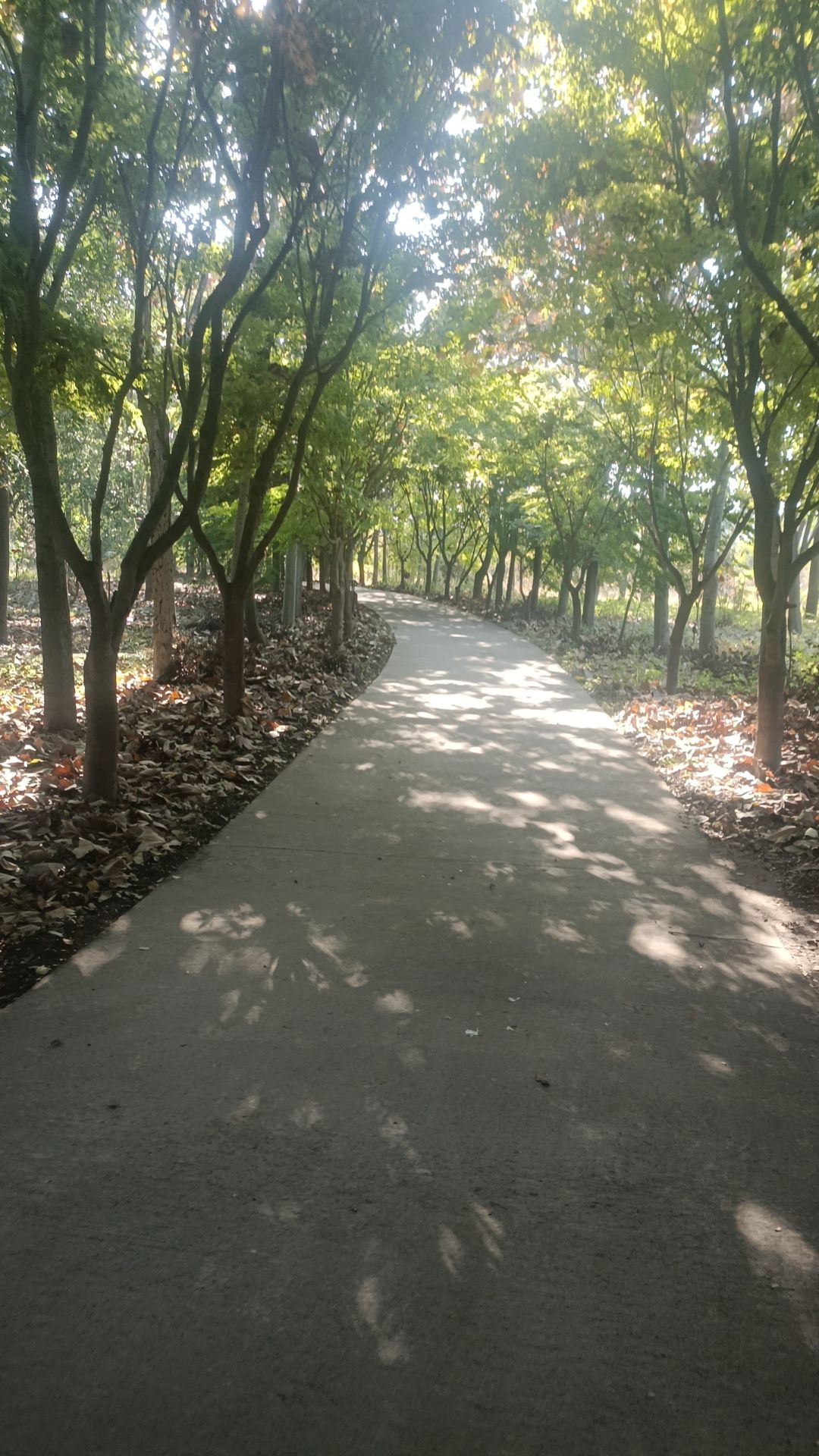 黄河故道森林公园旅行图片 3