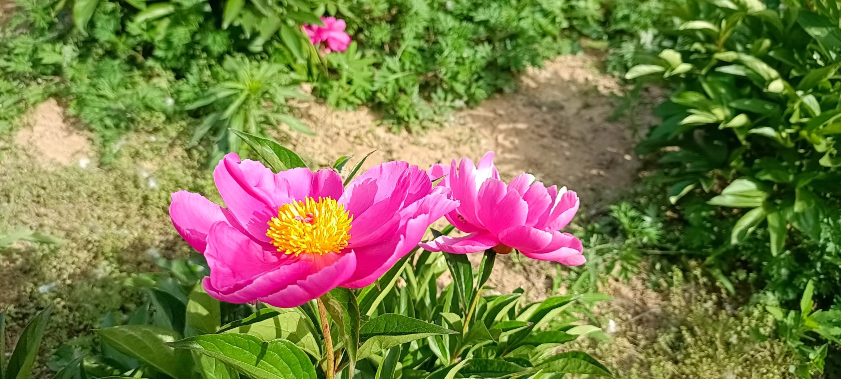 黄河故道森林公园旅行图片 3