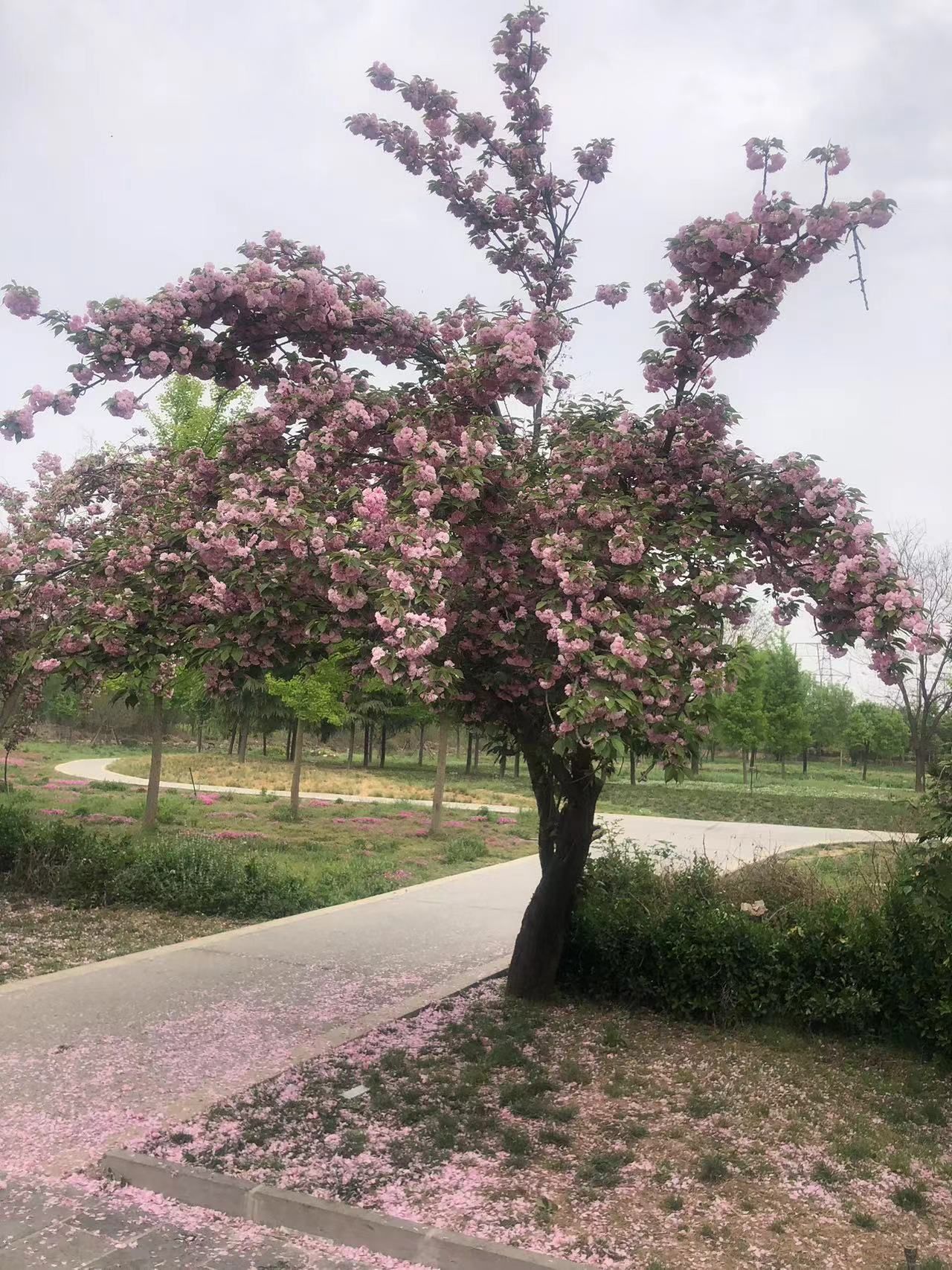 新乡潞王陵景区旅行图片 2