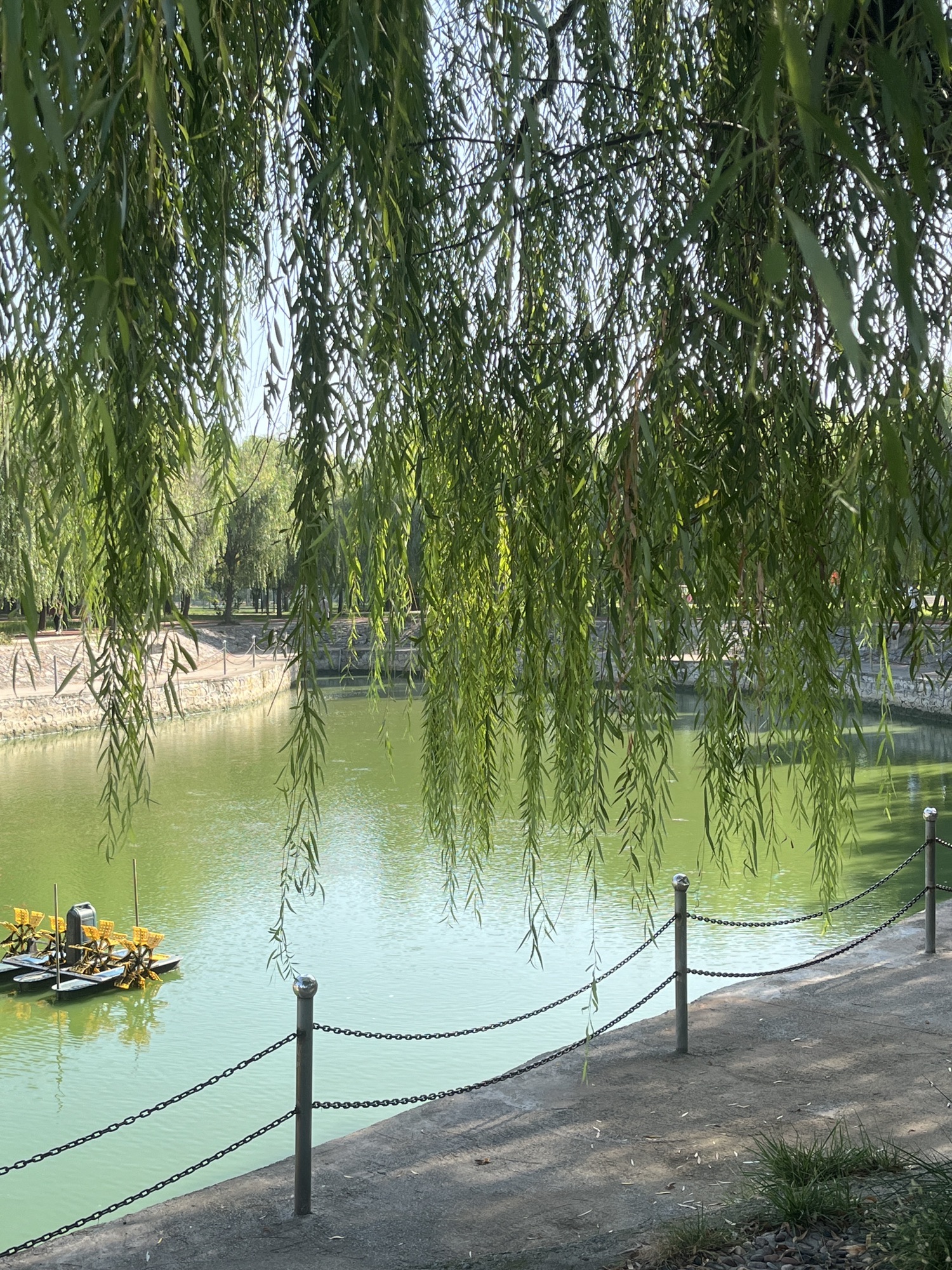 人民公园旅行图片 2