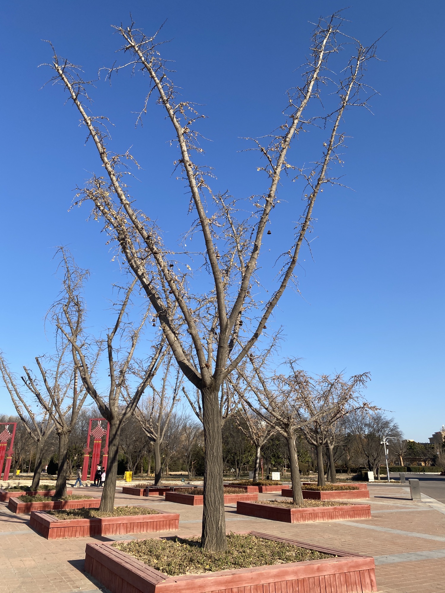 花博公园旅行图片 3