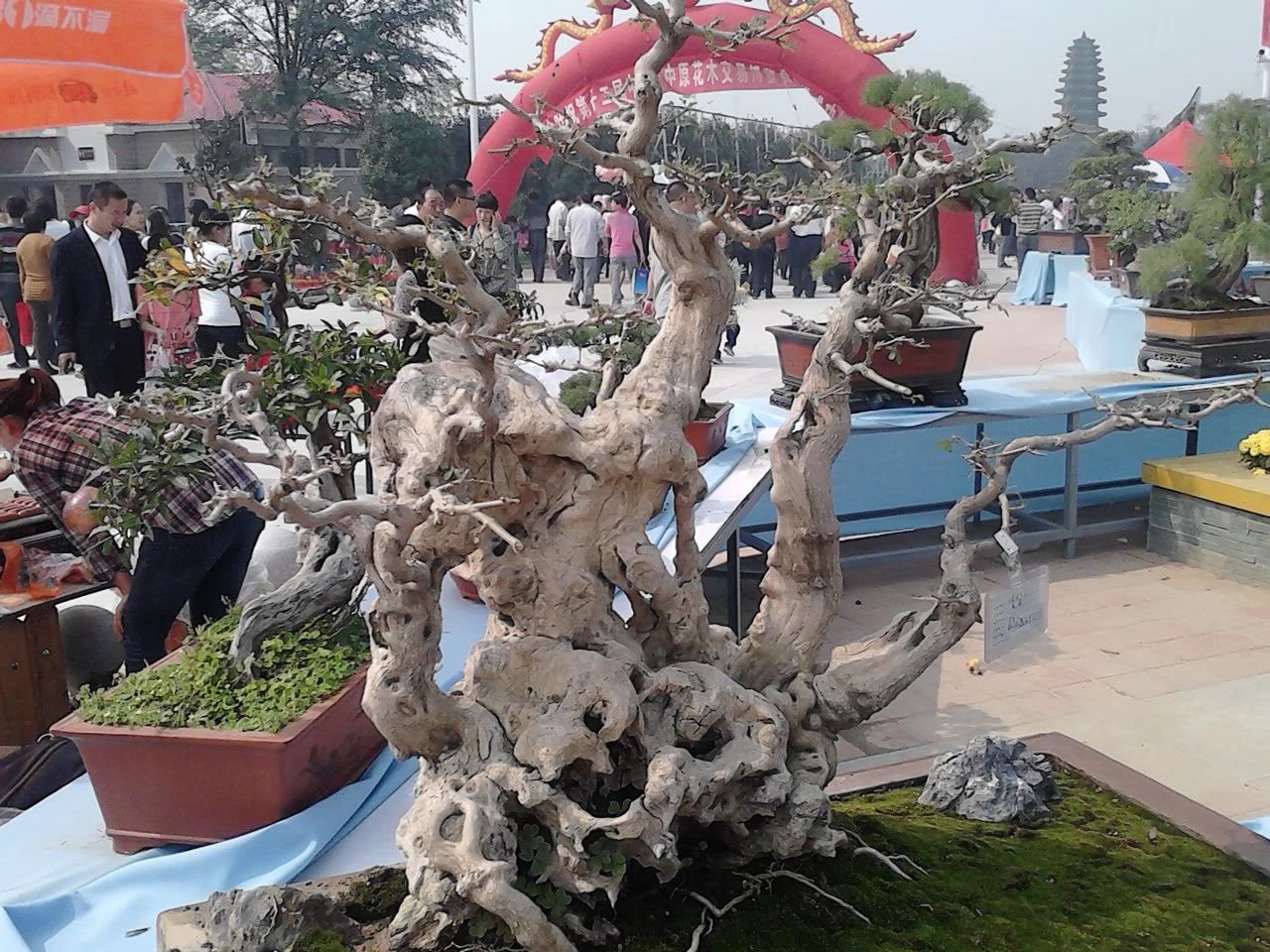 花博公园旅行图片 2