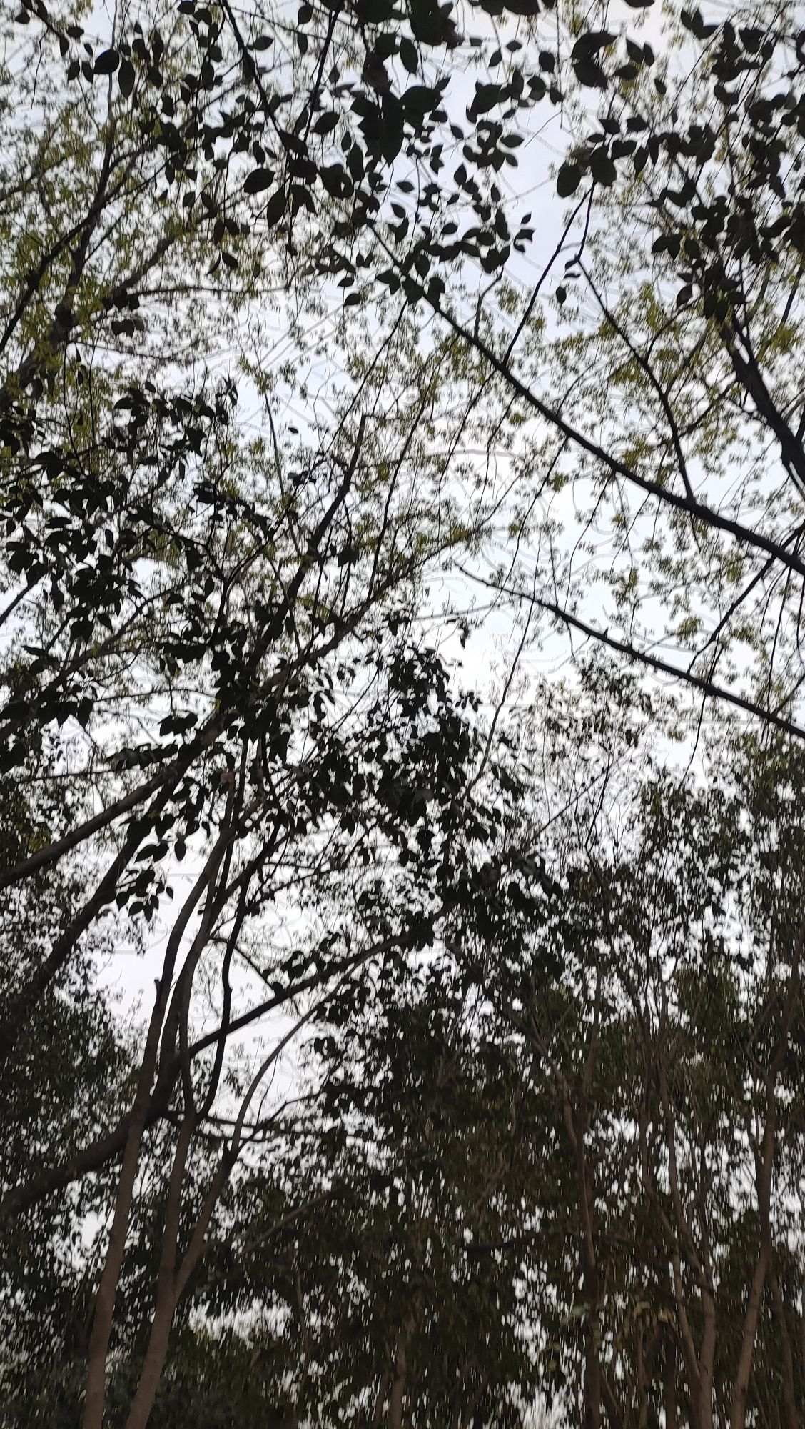 禹州森林植物园旅行图片 3