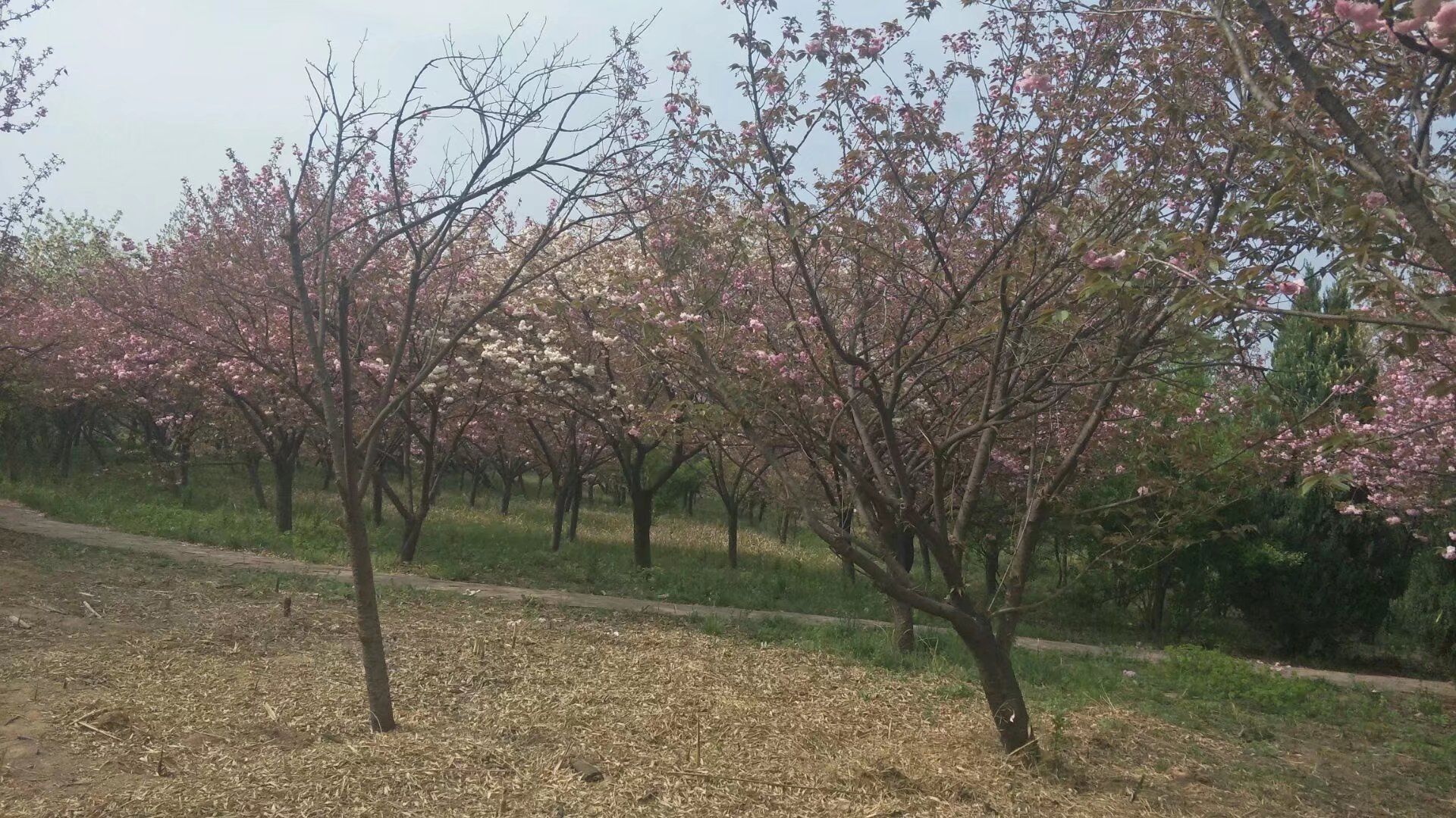 禹州森林植物园旅行图片 1
