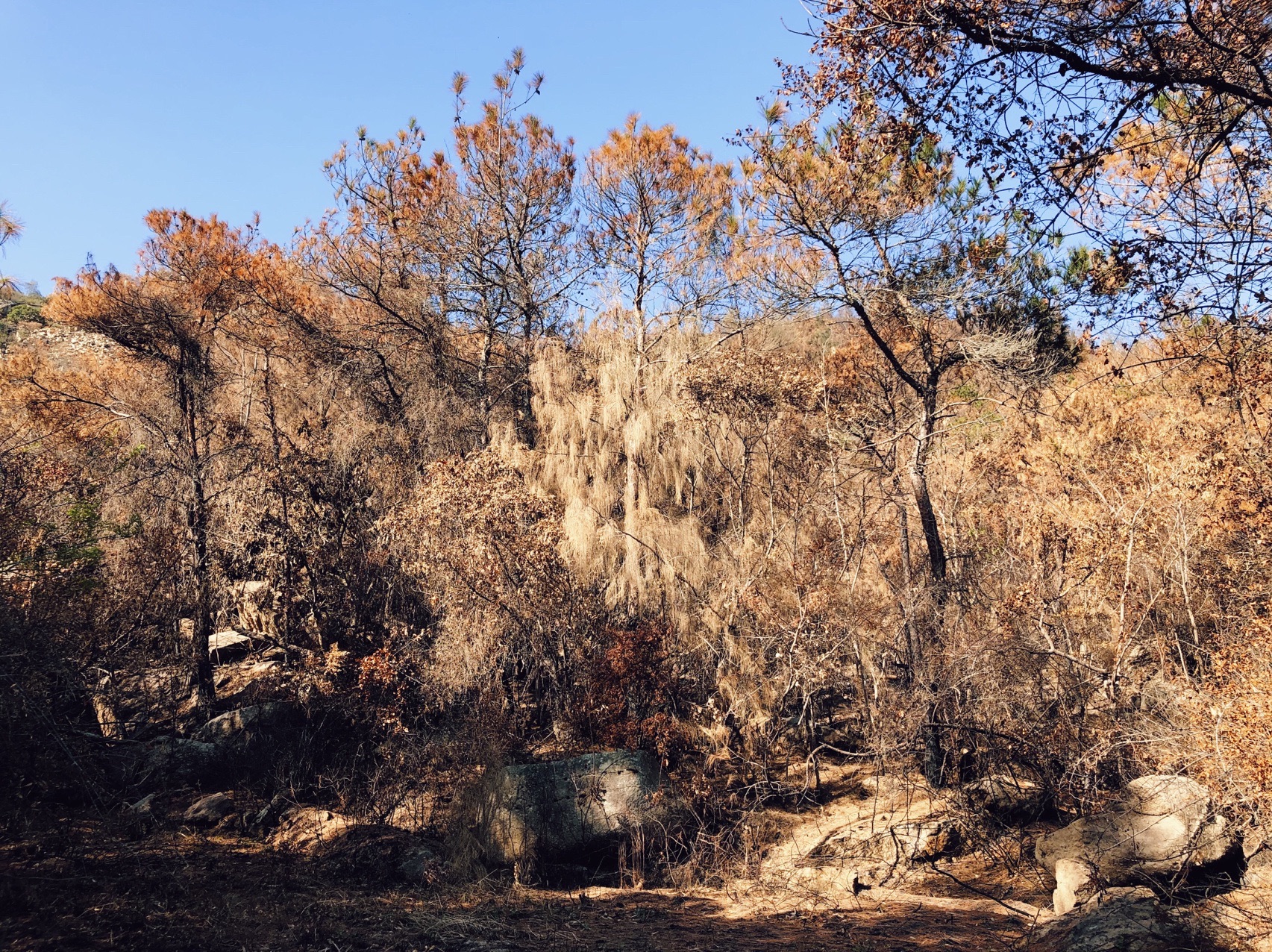 文笔山森林公园旅行图片 2