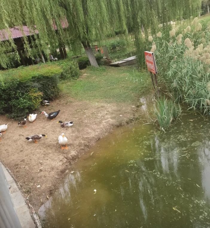 鲁山县中心公园旅行图片 2