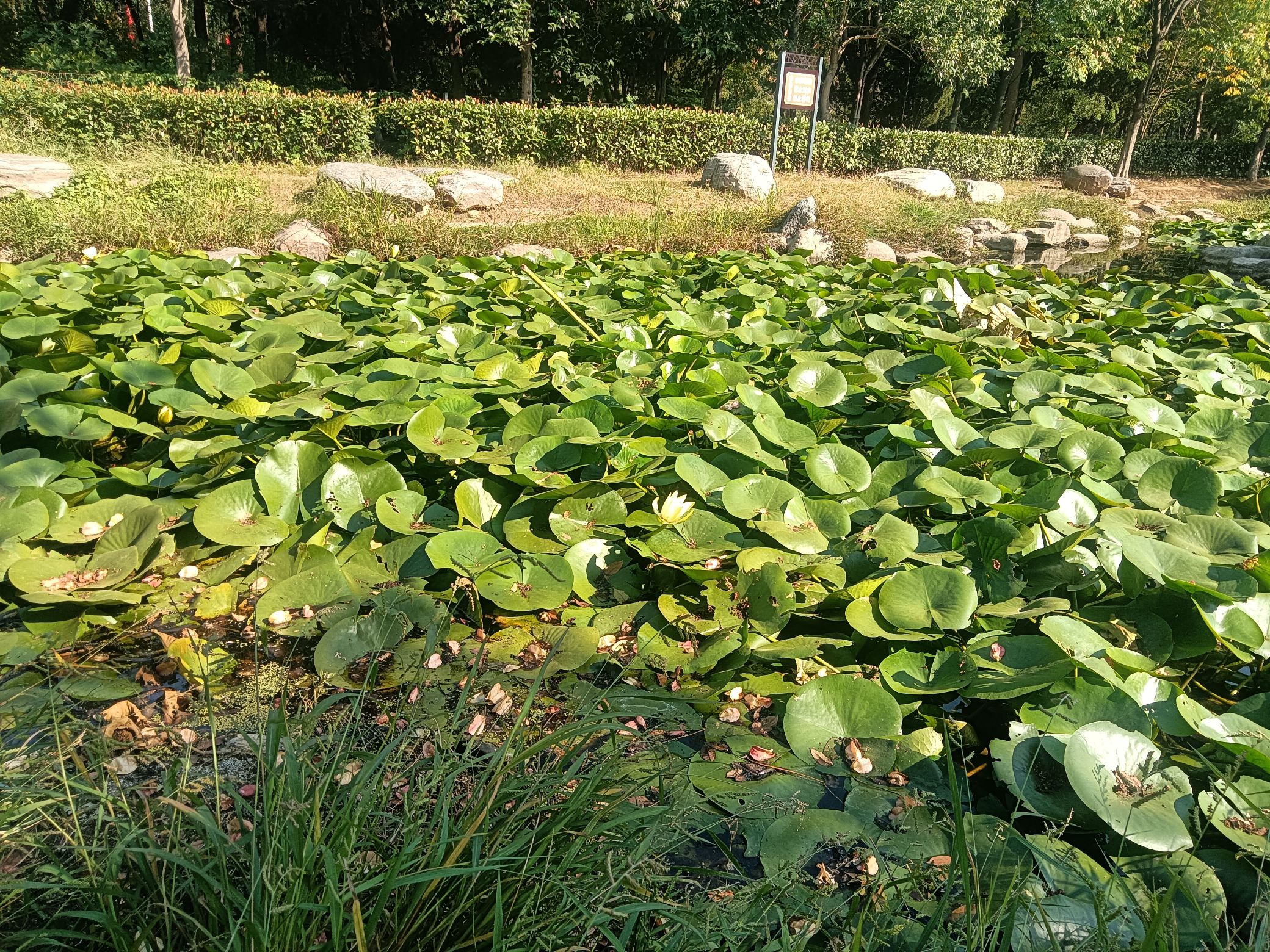 白鹭洲国家城市湿地公园旅行图片 3