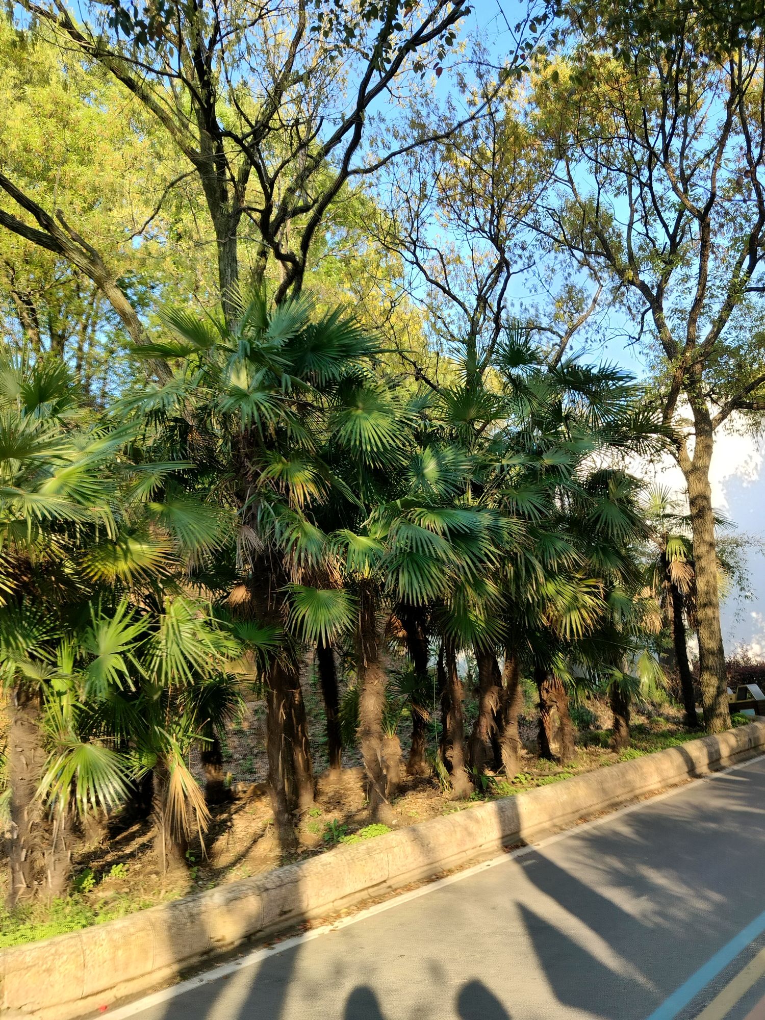 南湾湖风景旅游区旅行图片 1