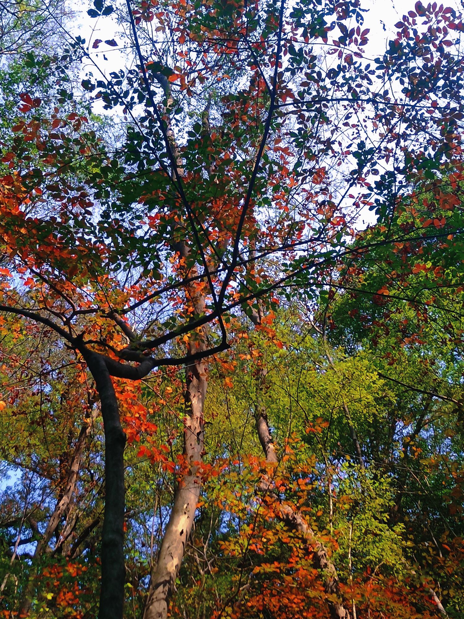 鸡公山风景区-长生谷景区
