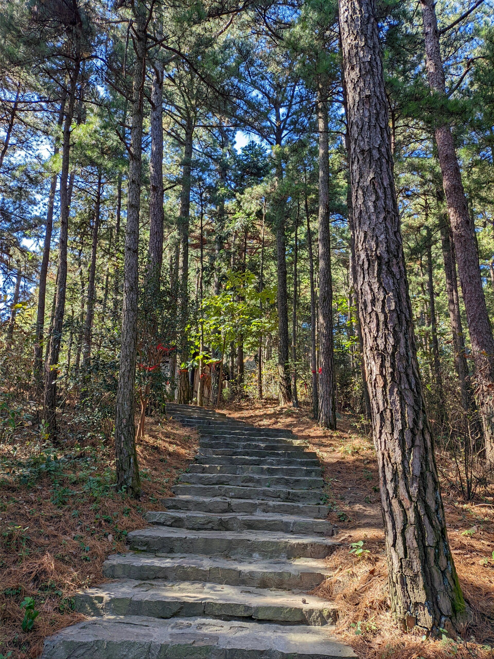 黄柏山国家森林公园旅行图片 2