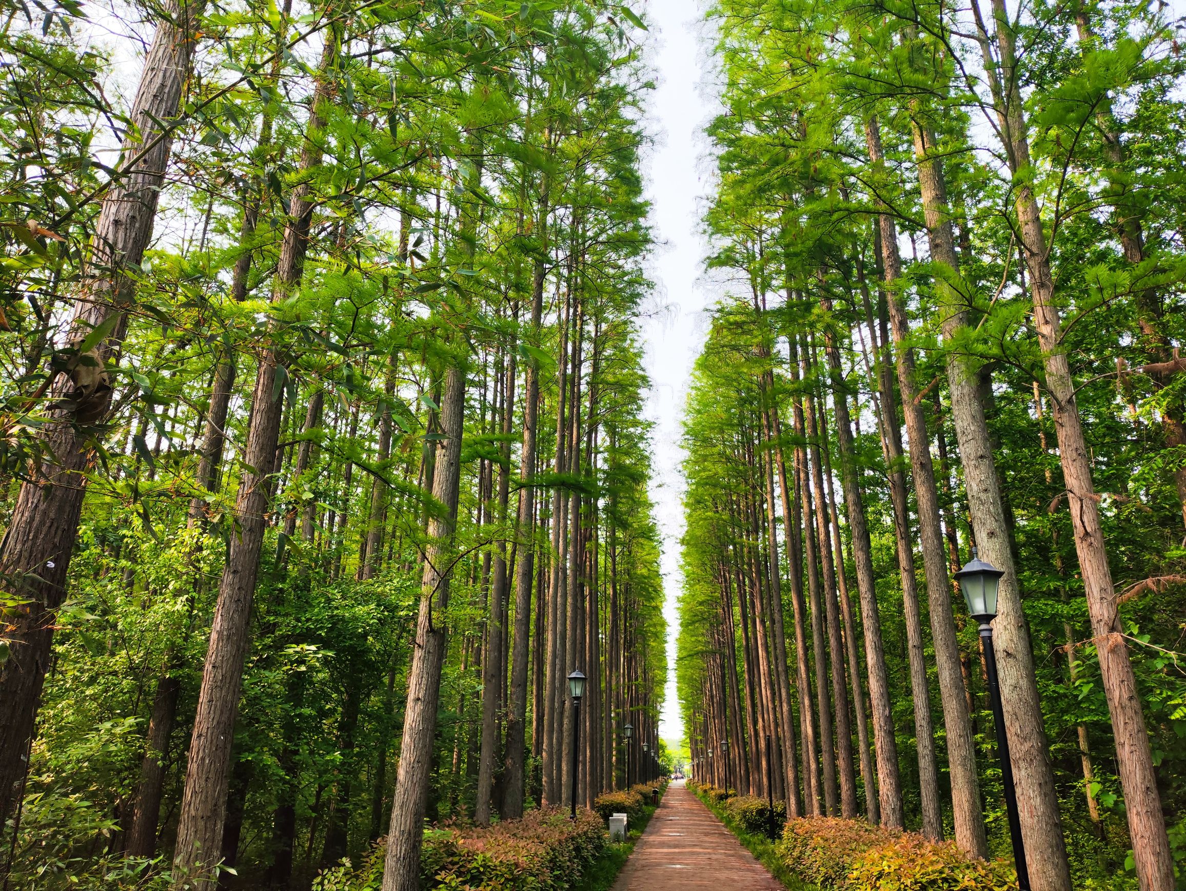 息州杉海景区旅行图片 3