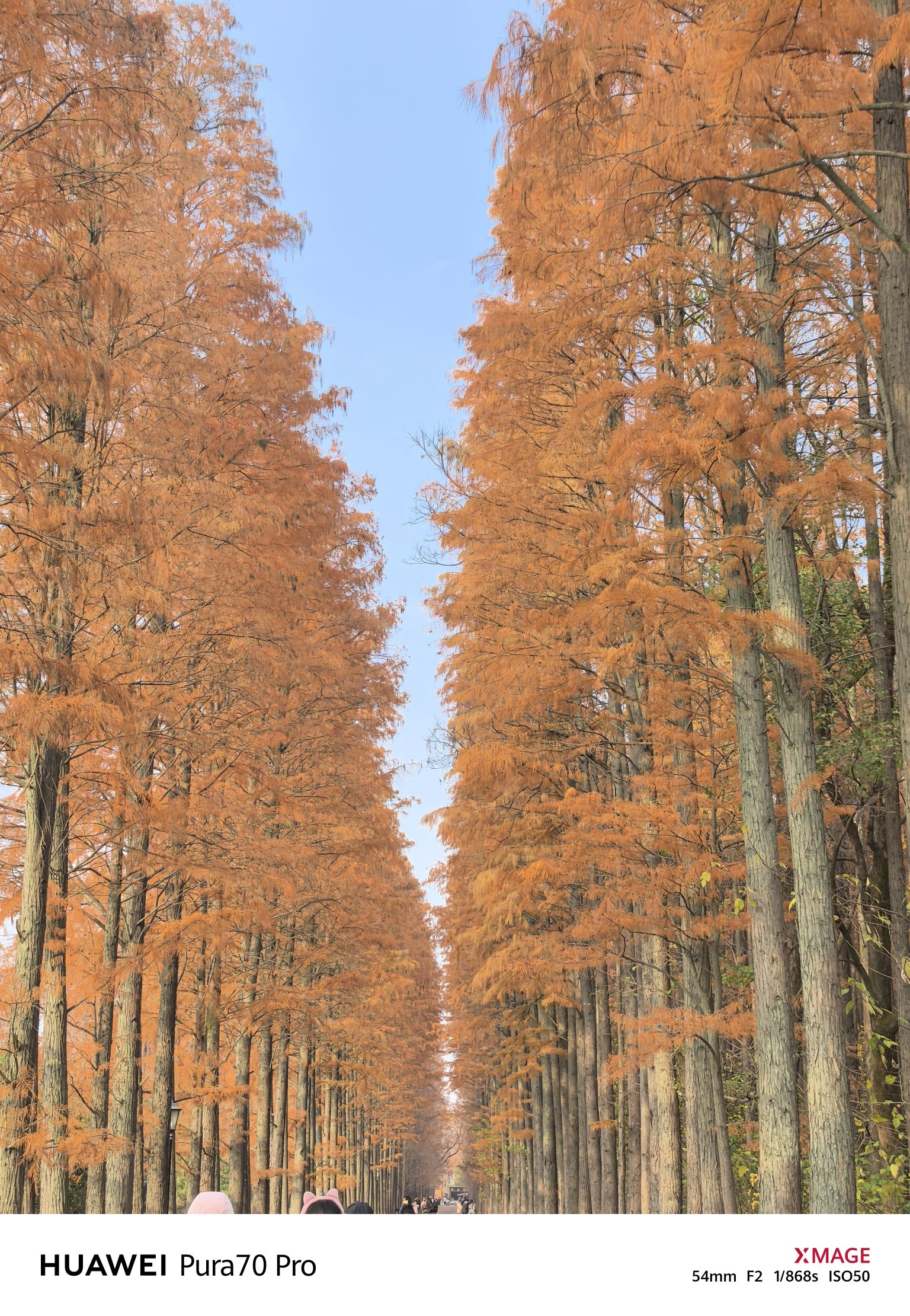 息州杉海景区旅行图片 3