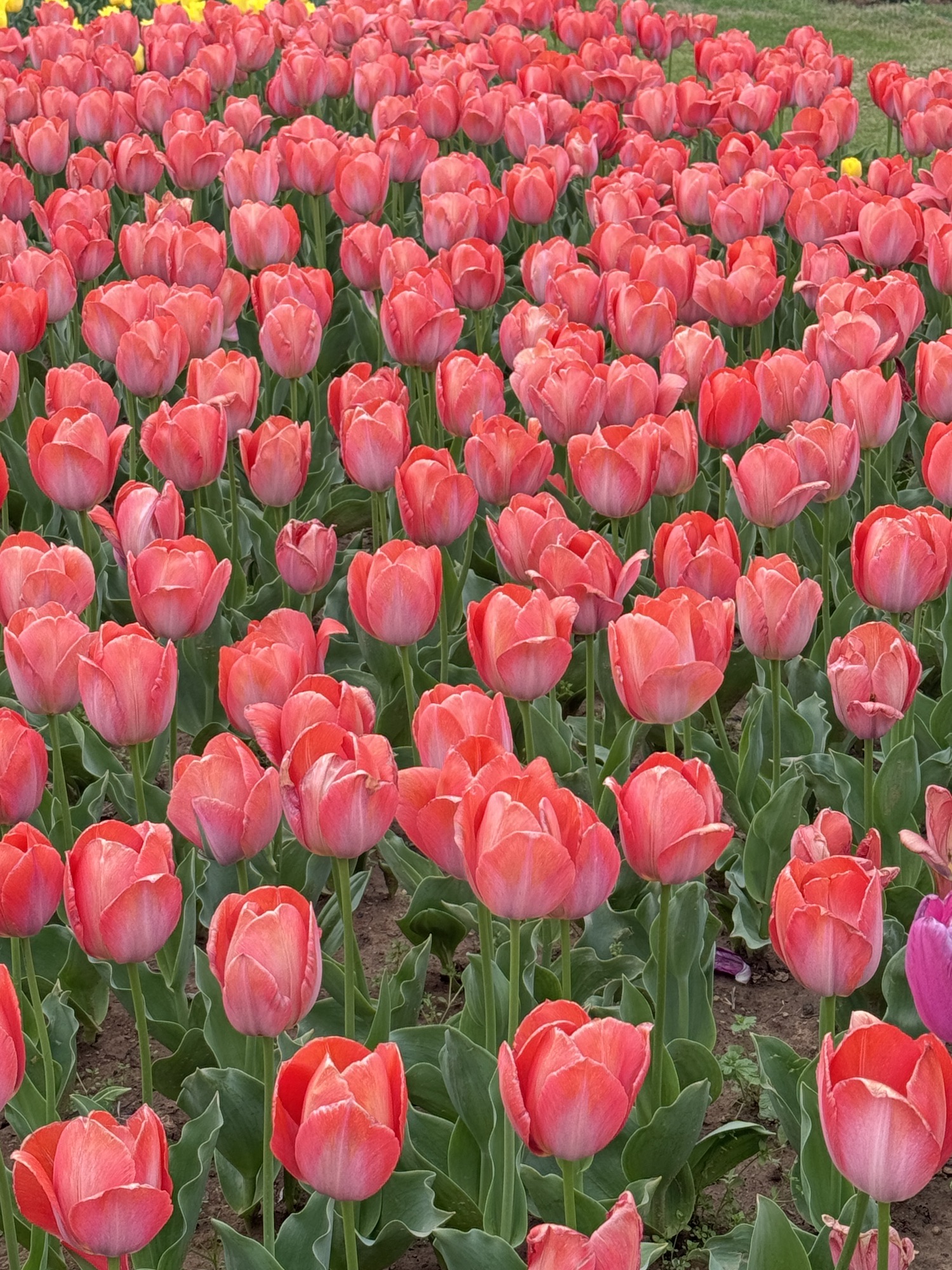 百花园旅行图片 1