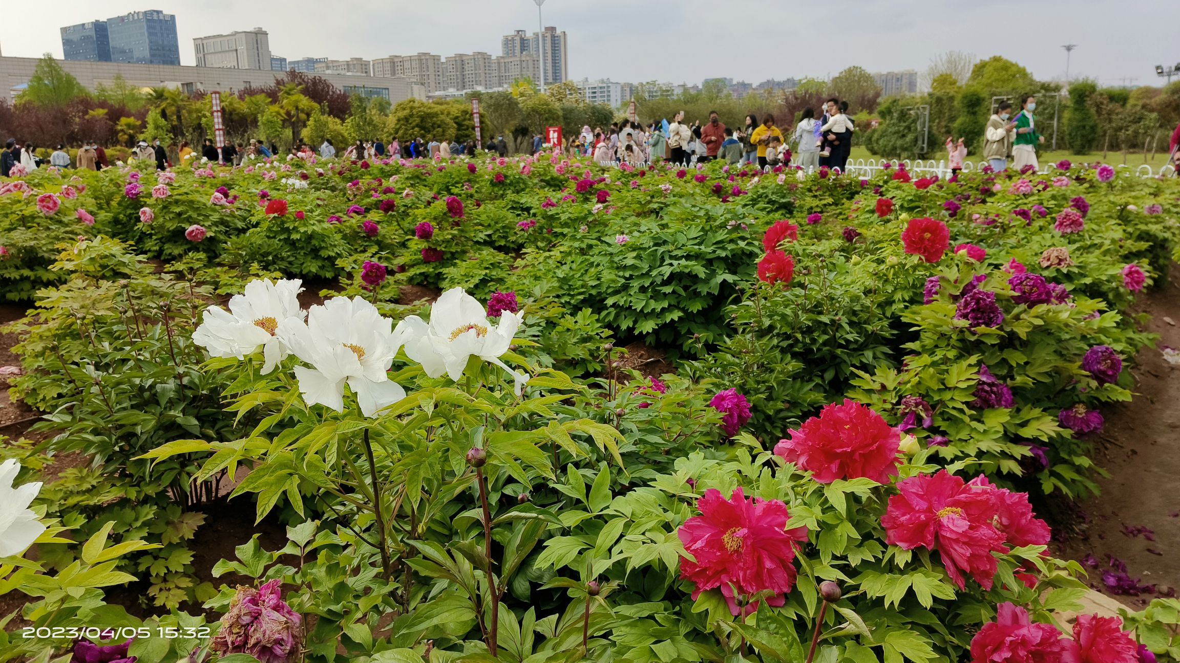 百花园旅行图片 1