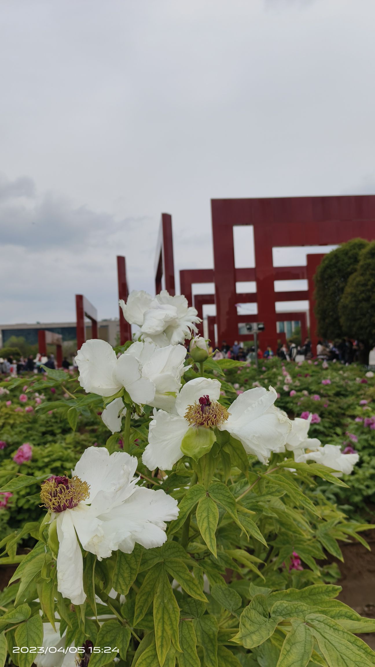 百花园旅行图片 3