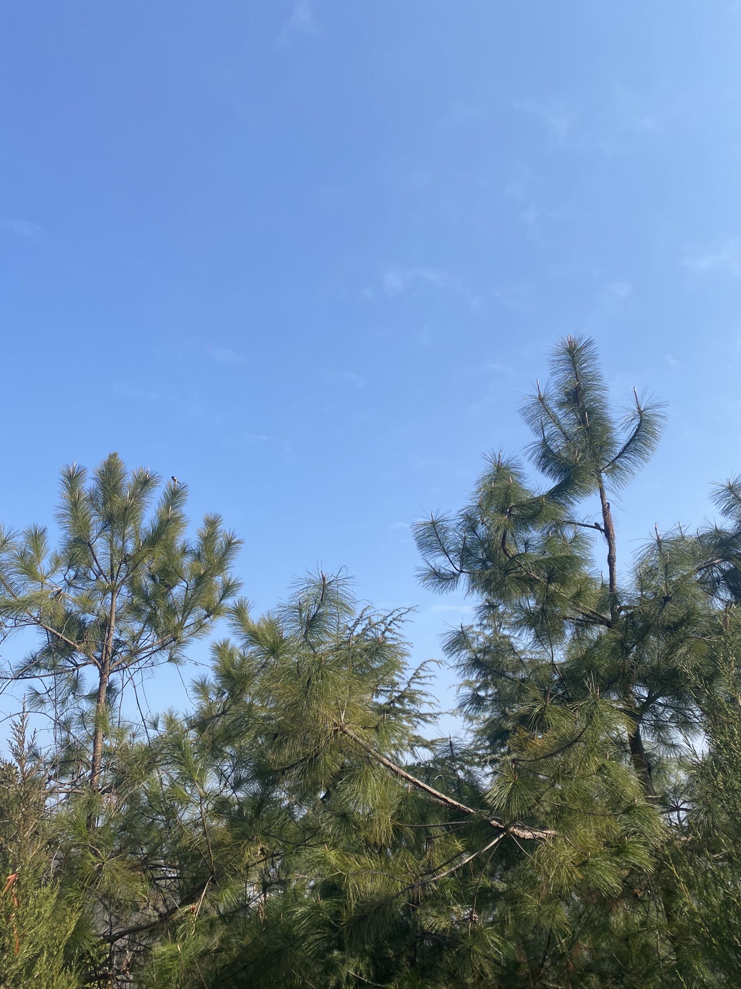 寺山公园旅行图片 2