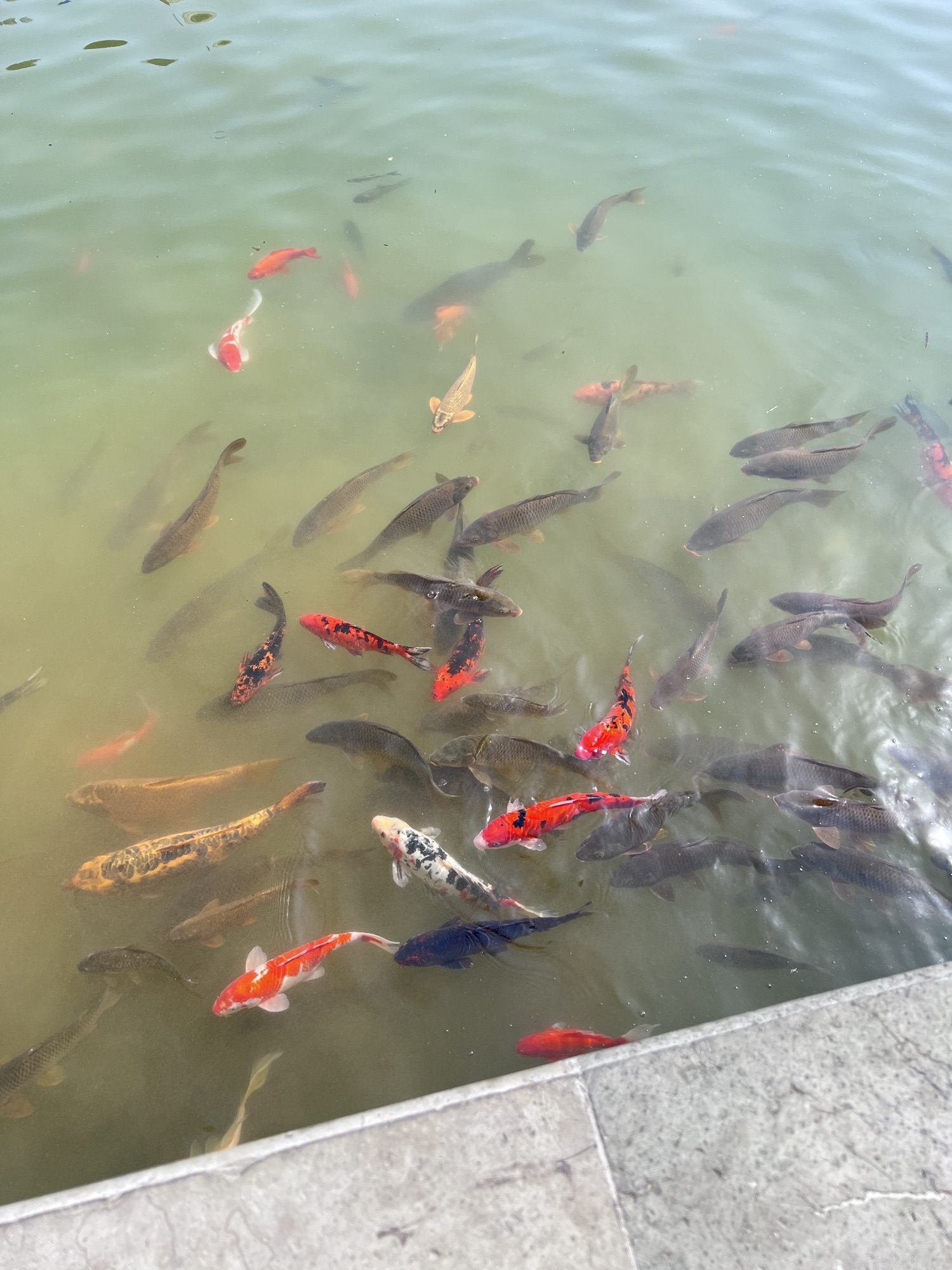 花洲书院旅行图片 3