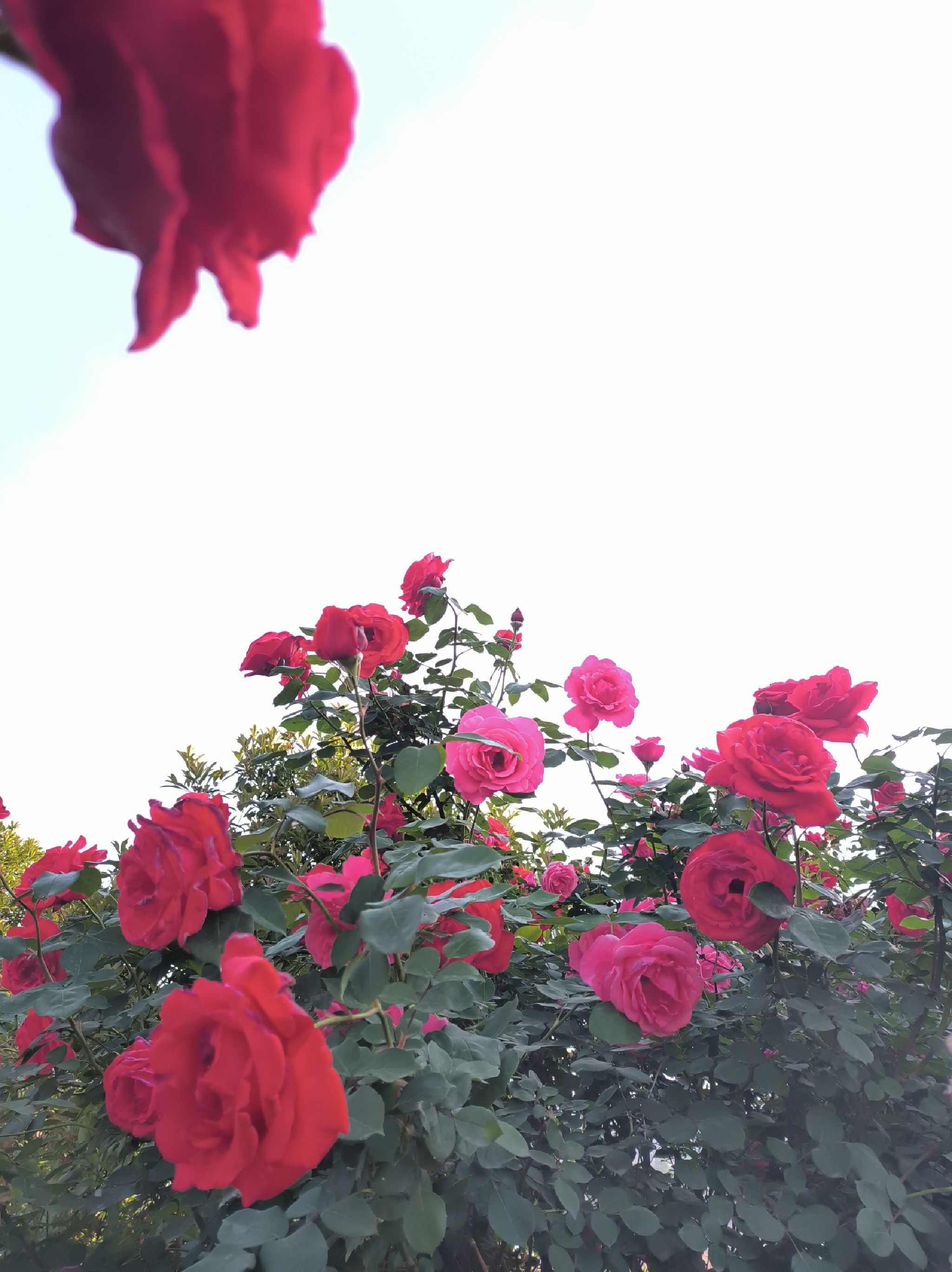 滨河公园旅行图片 1
