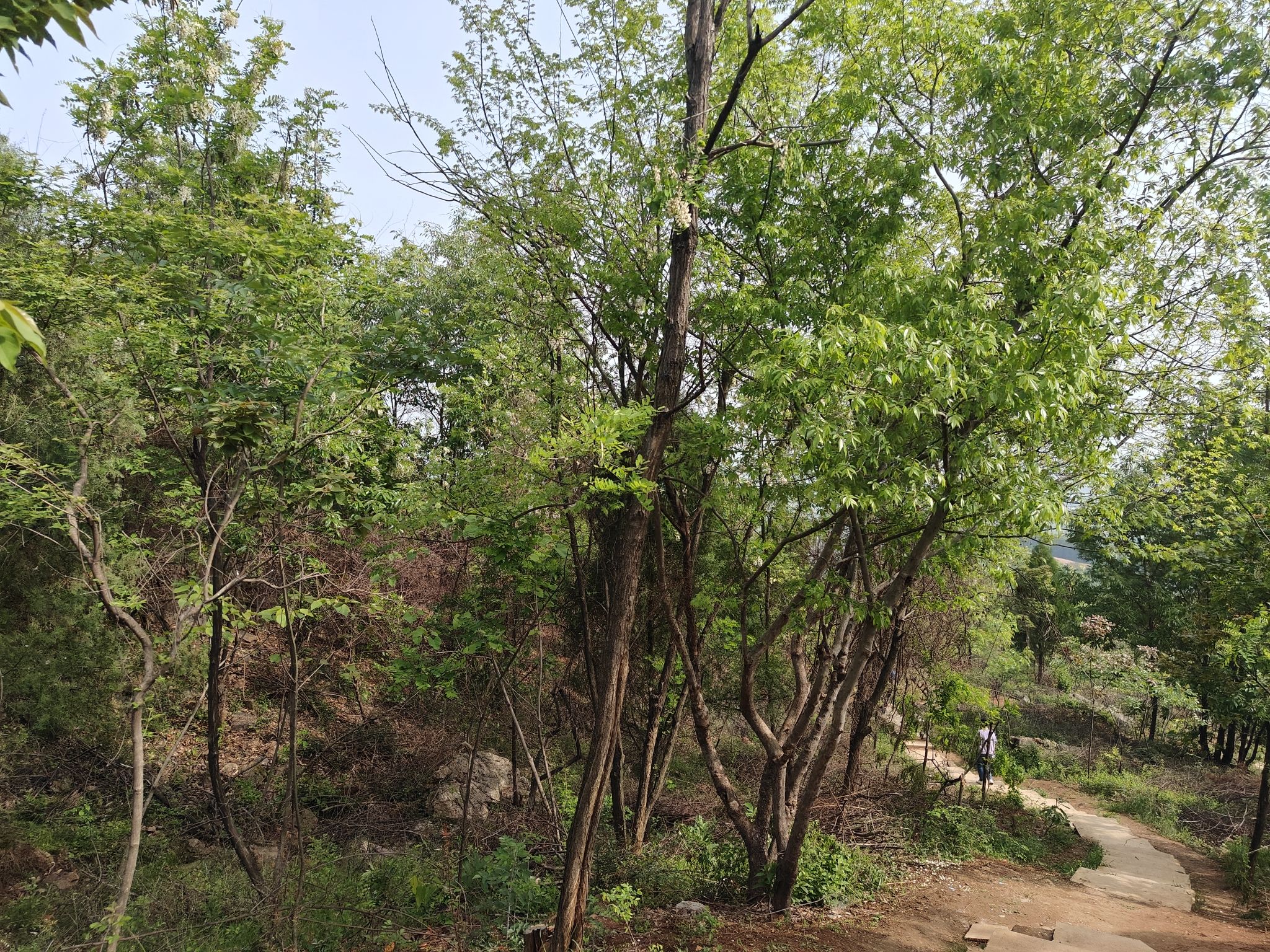 方山公园旅行图片 2